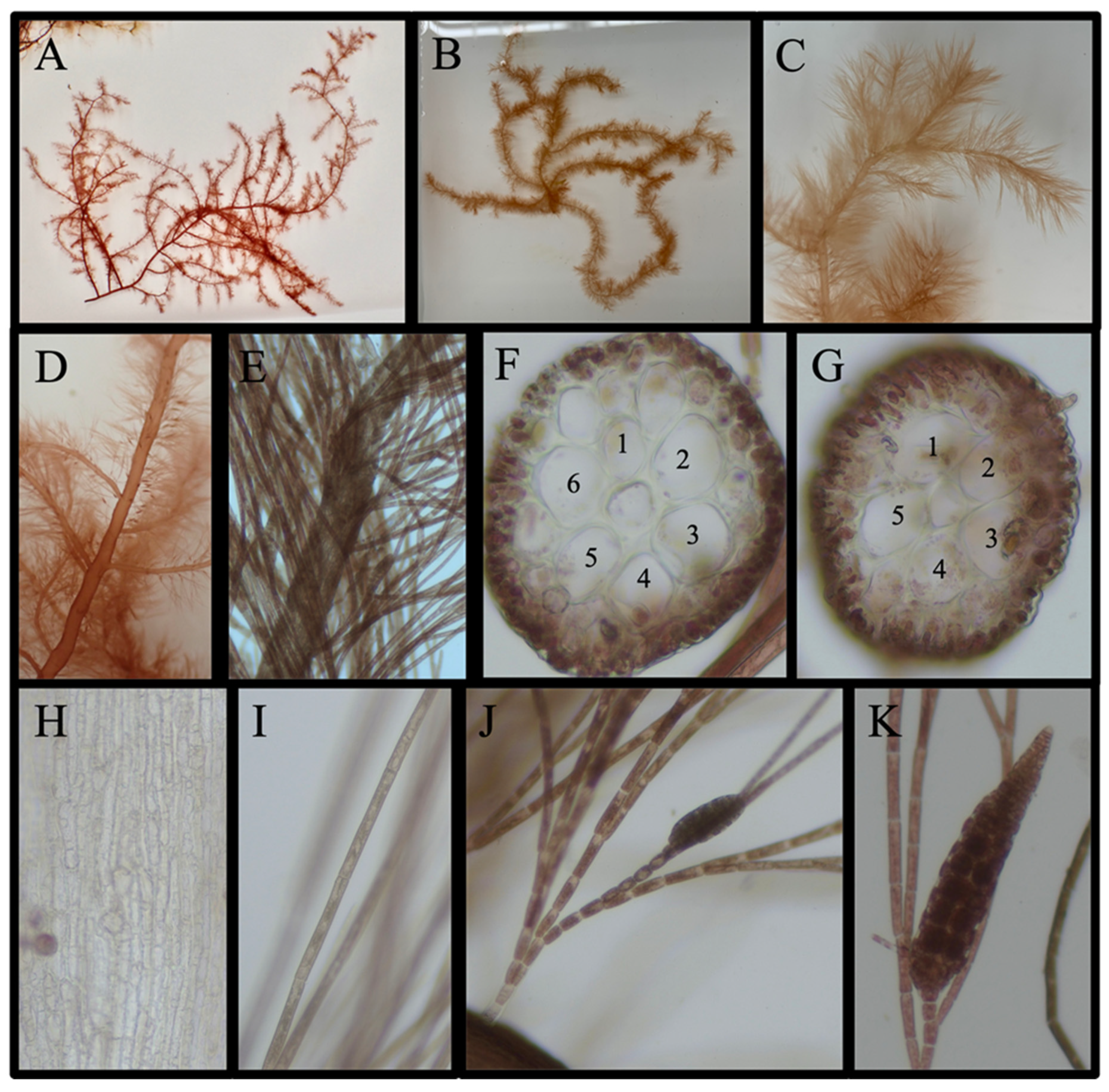 Diversity 16 00554 g010