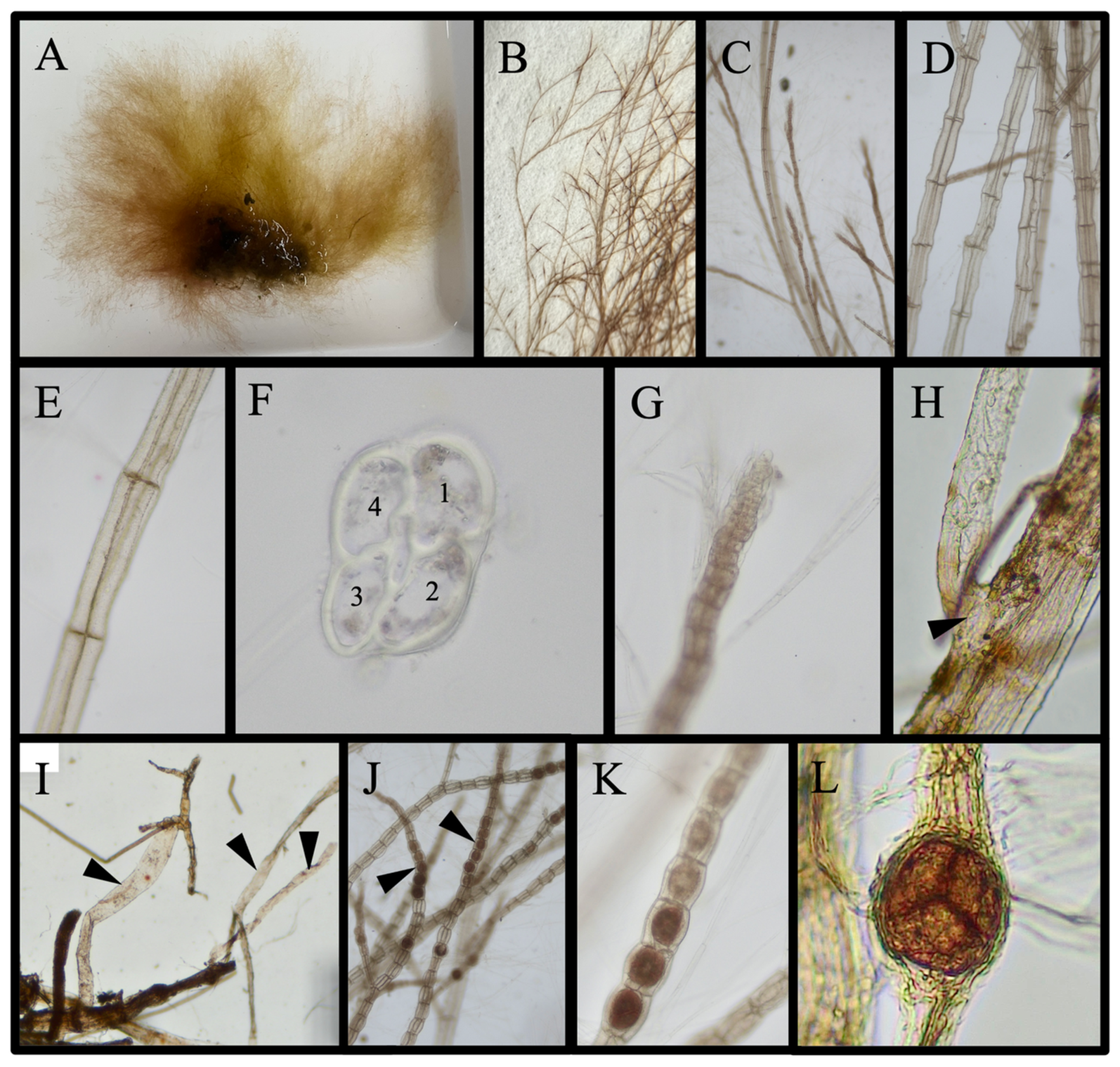 Diversity 16 00554 g011