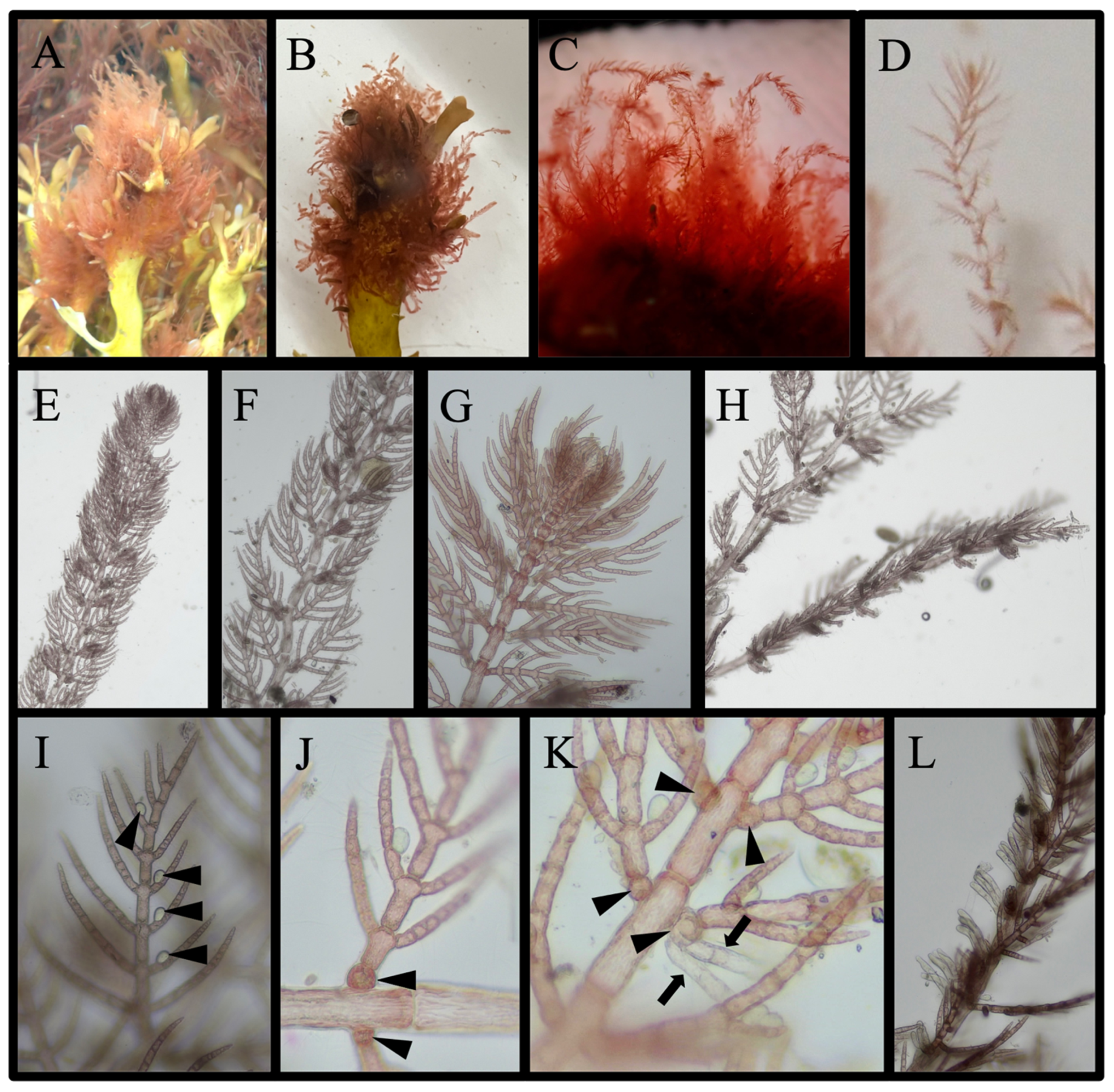 Diversity 16 00554 g012