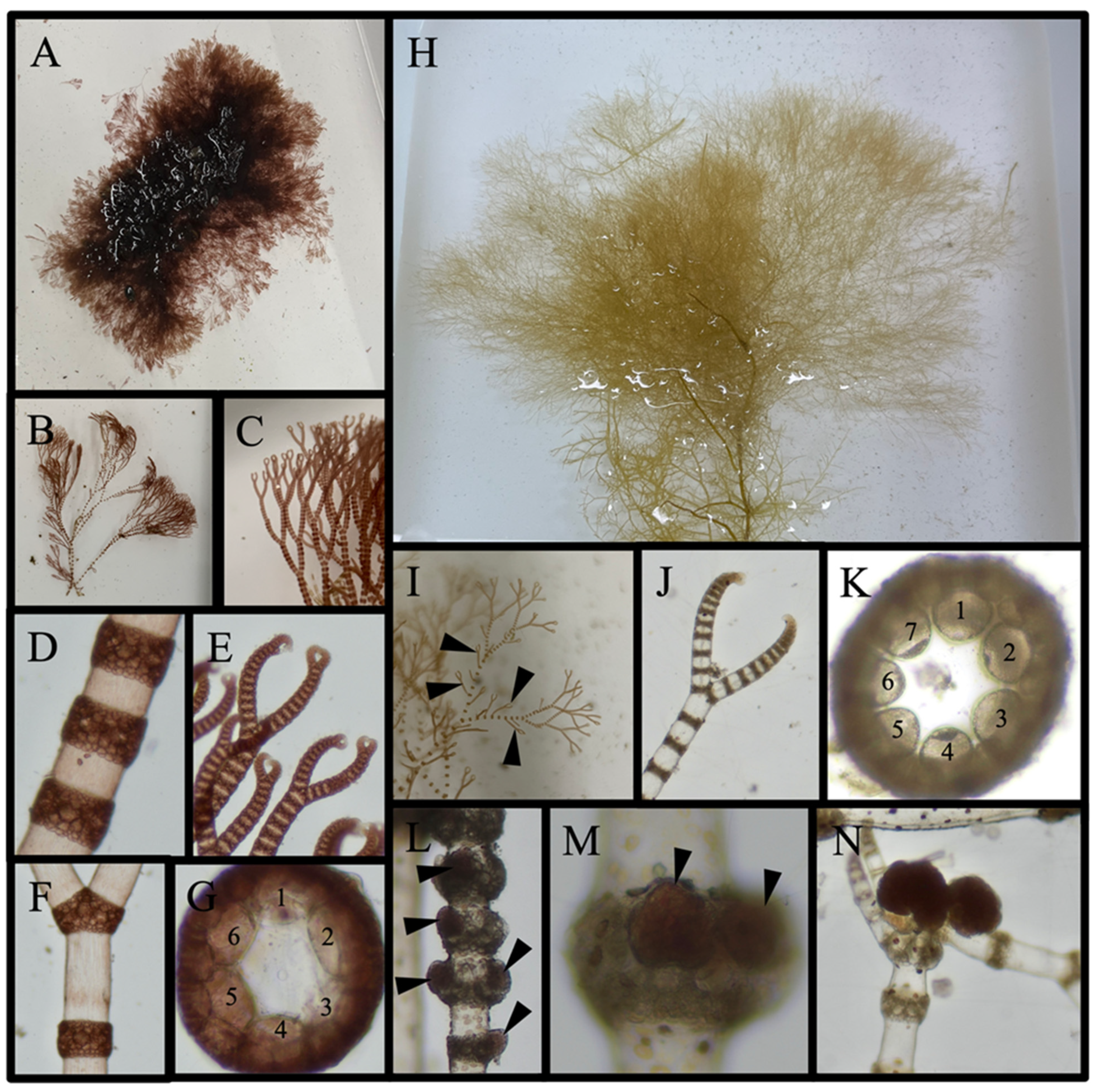 Diversity 16 00554 g013