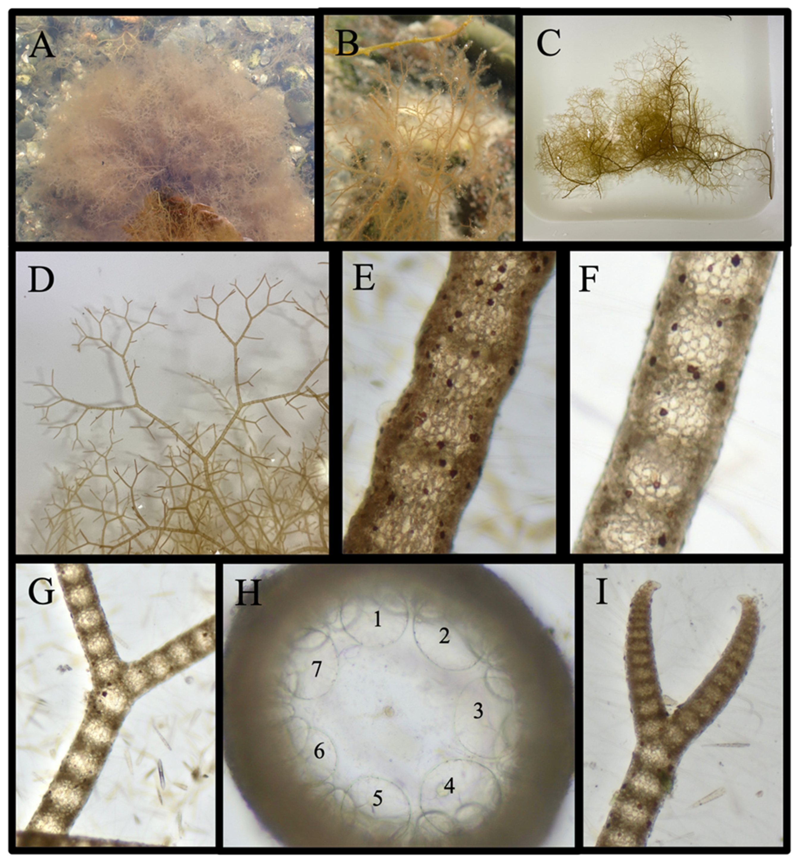 Diversity 16 00554 g014