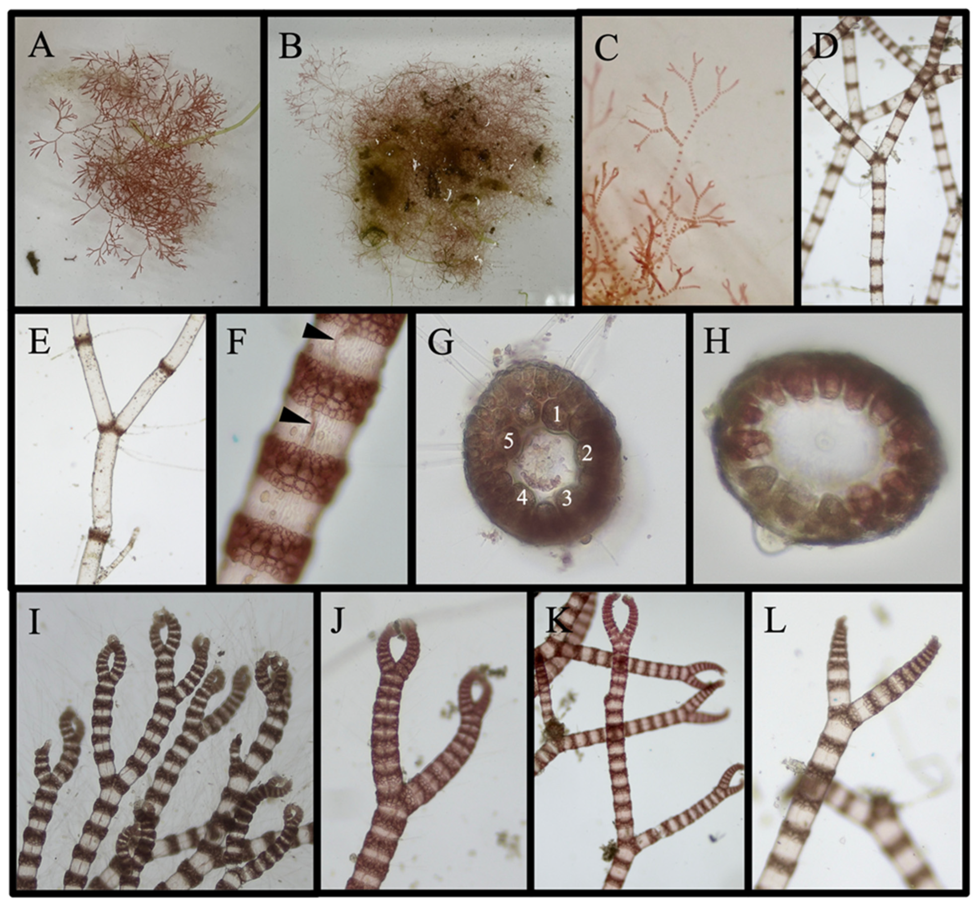 Diversity 16 00554 g015