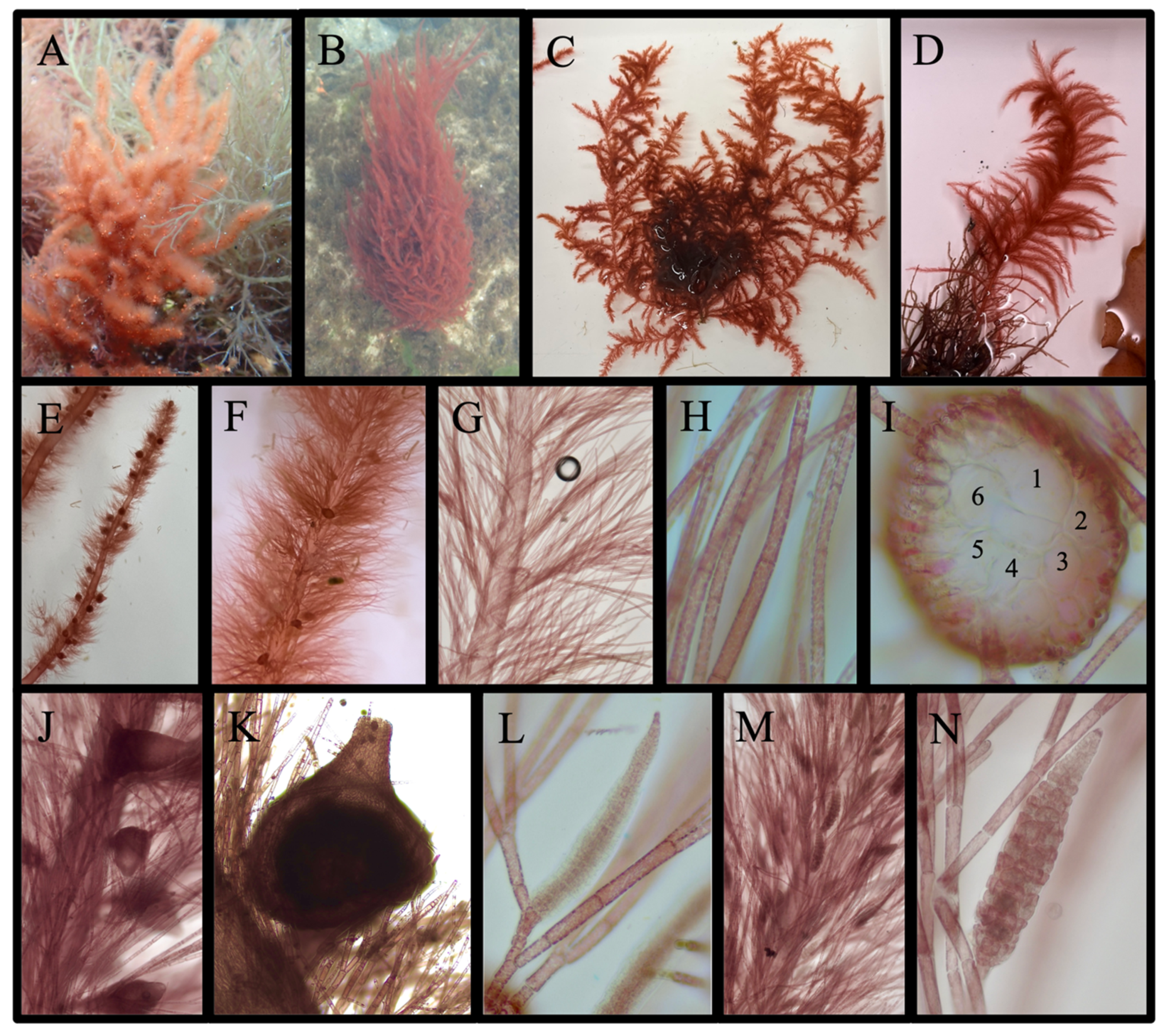 Diversity 16 00554 g017
