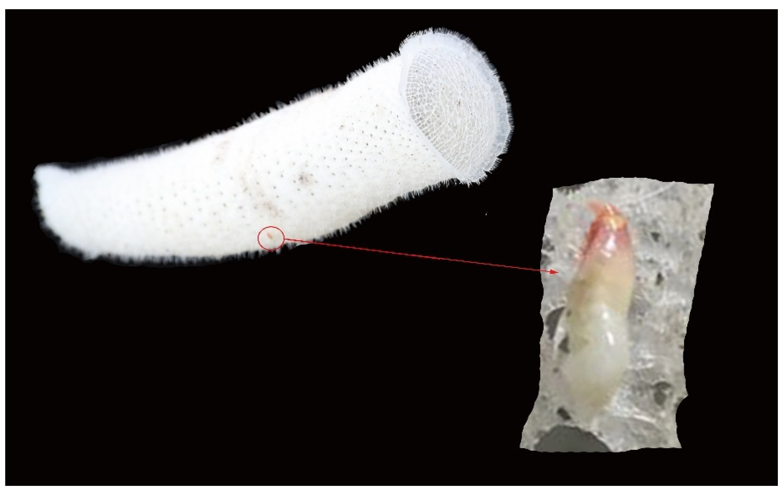 Diversity 16 00564 g001 Diversity 16 00564 g001