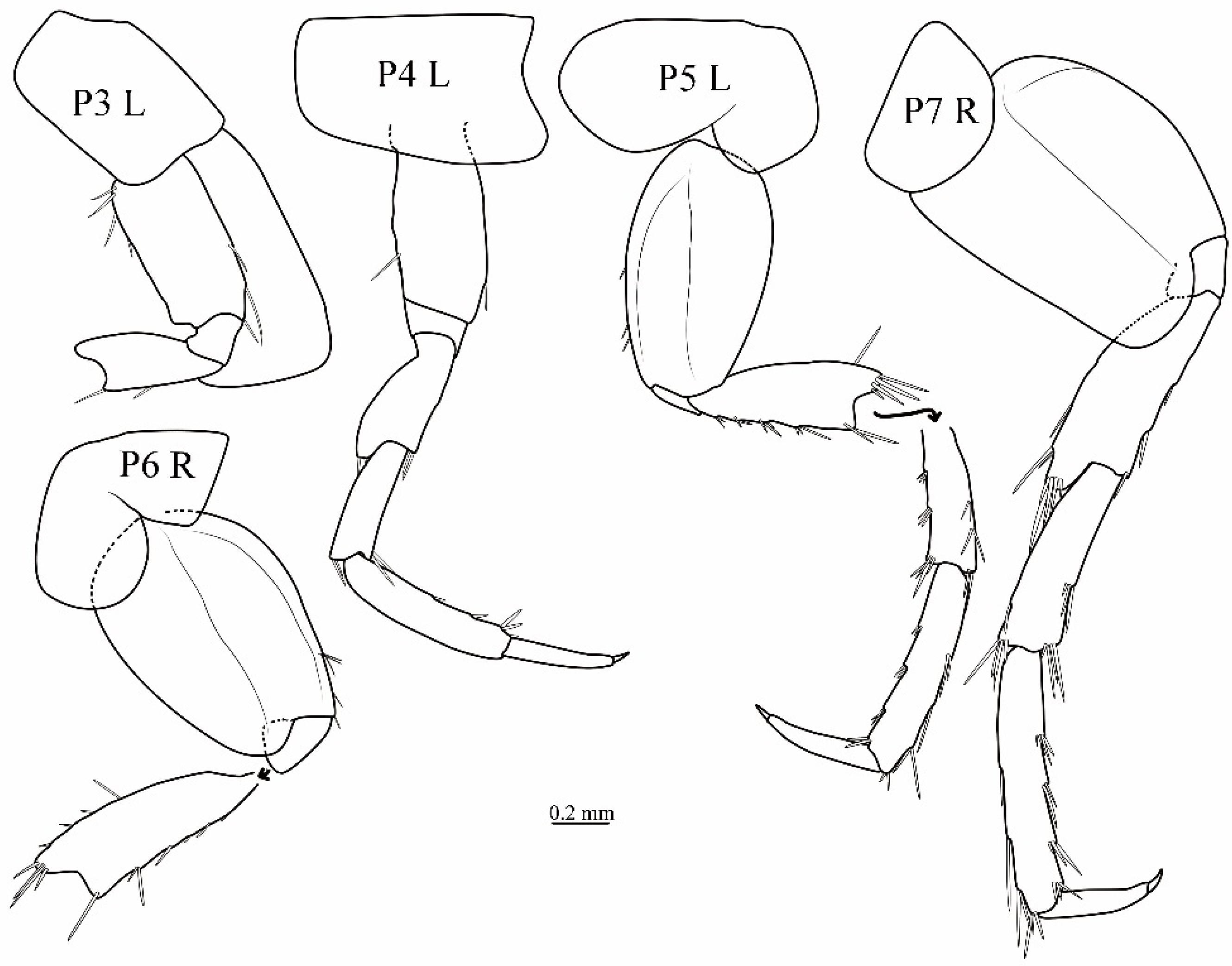 Diversity 16 00564 g004 Diversity 16 00564 g004