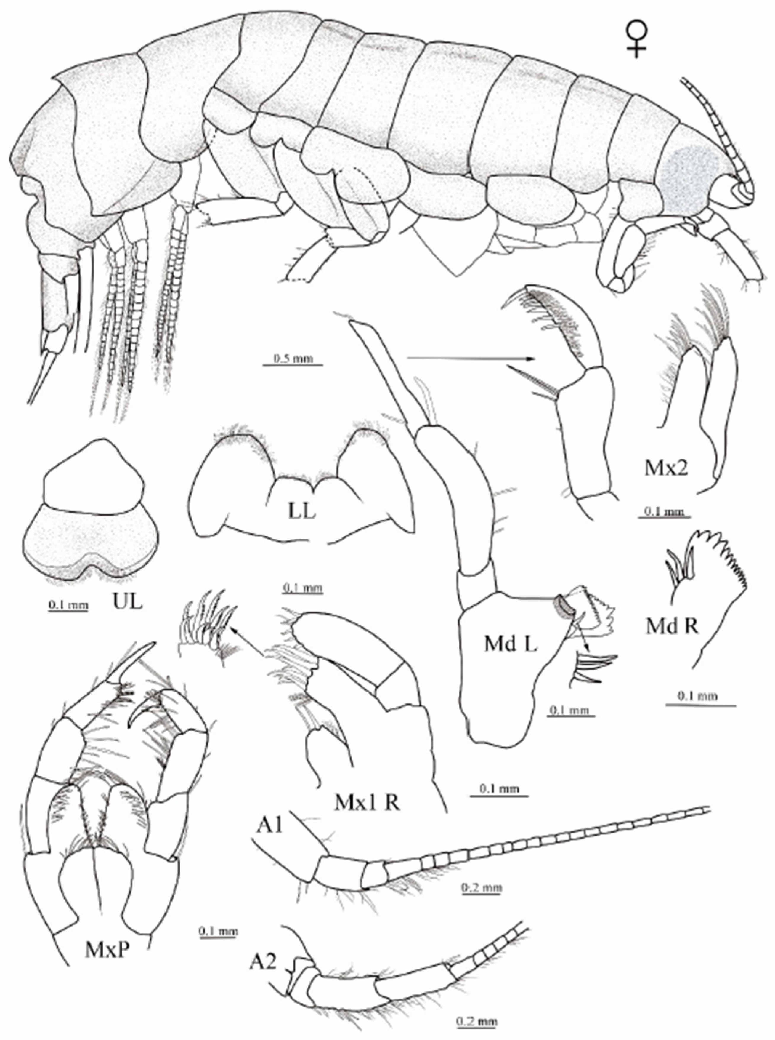 Diversity 16 00564 g006 Diversity 16 00564 g006