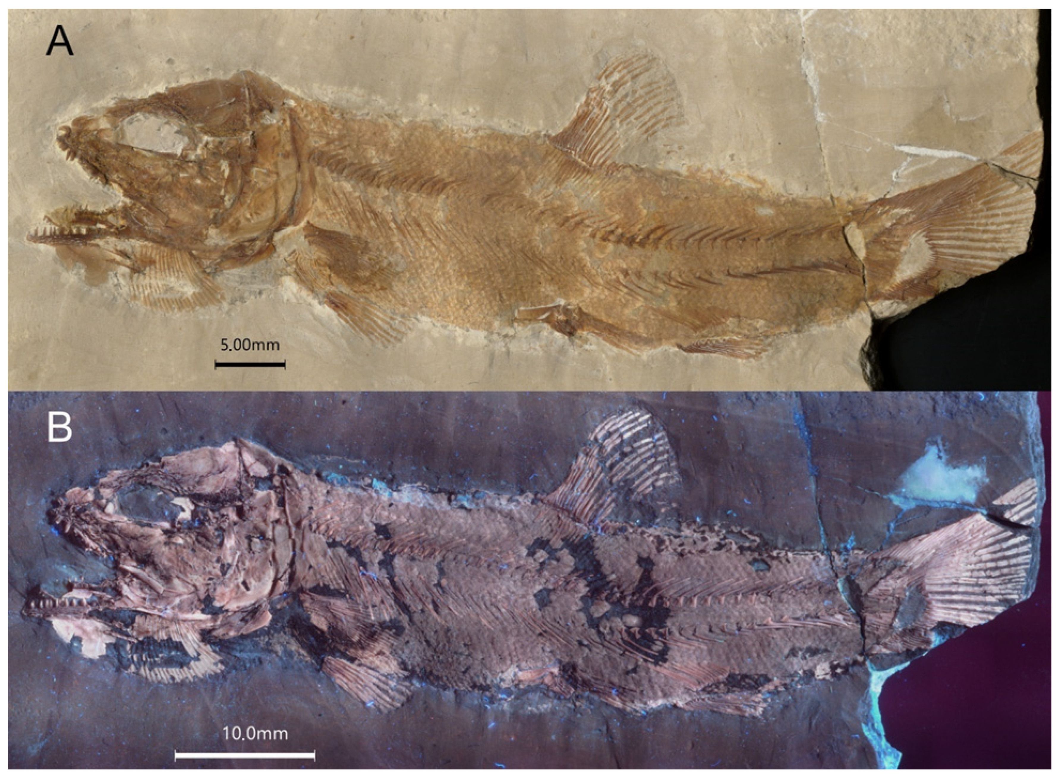 Diversity 16 00568 g004