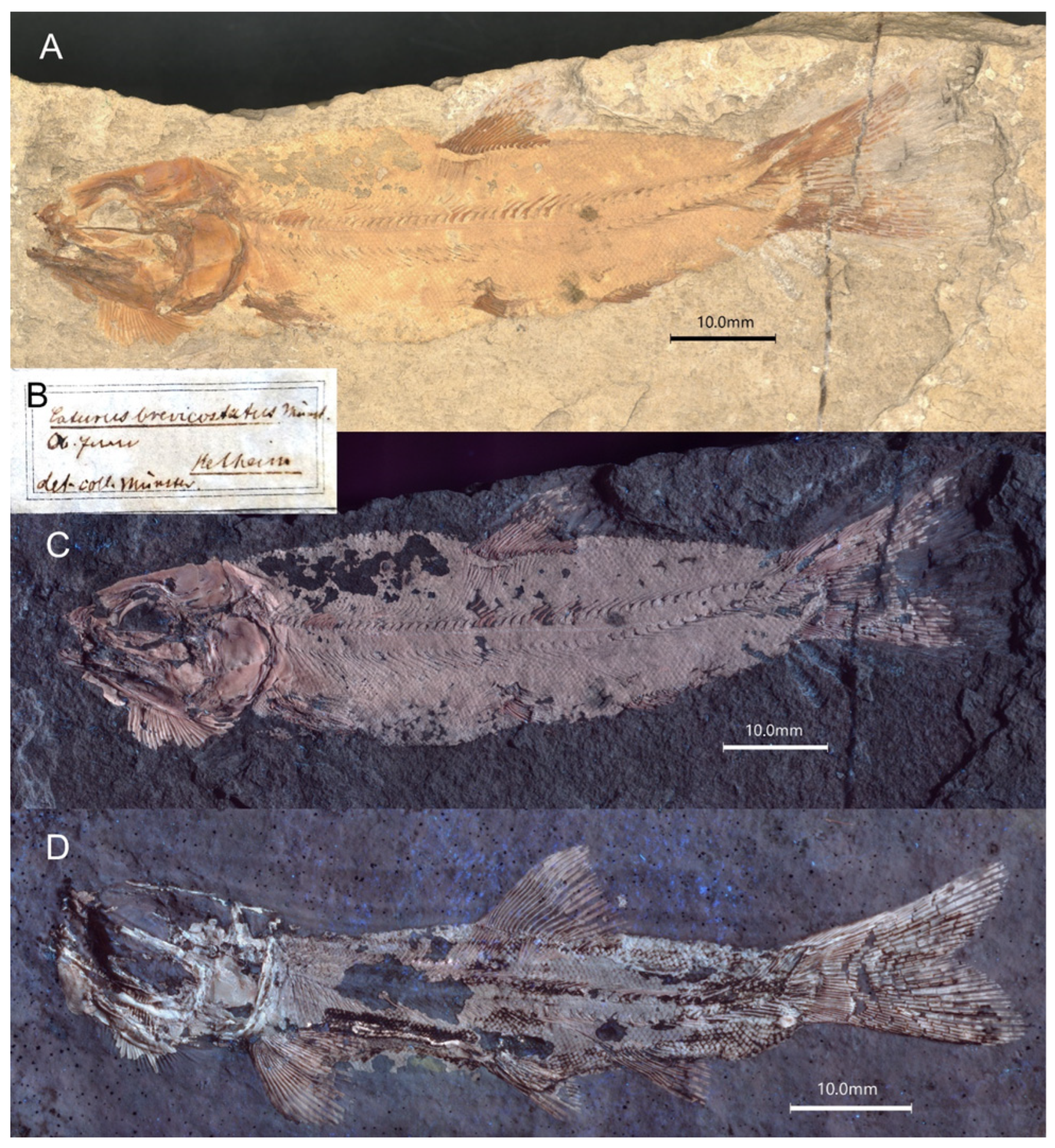 Diversity 16 00568 g005