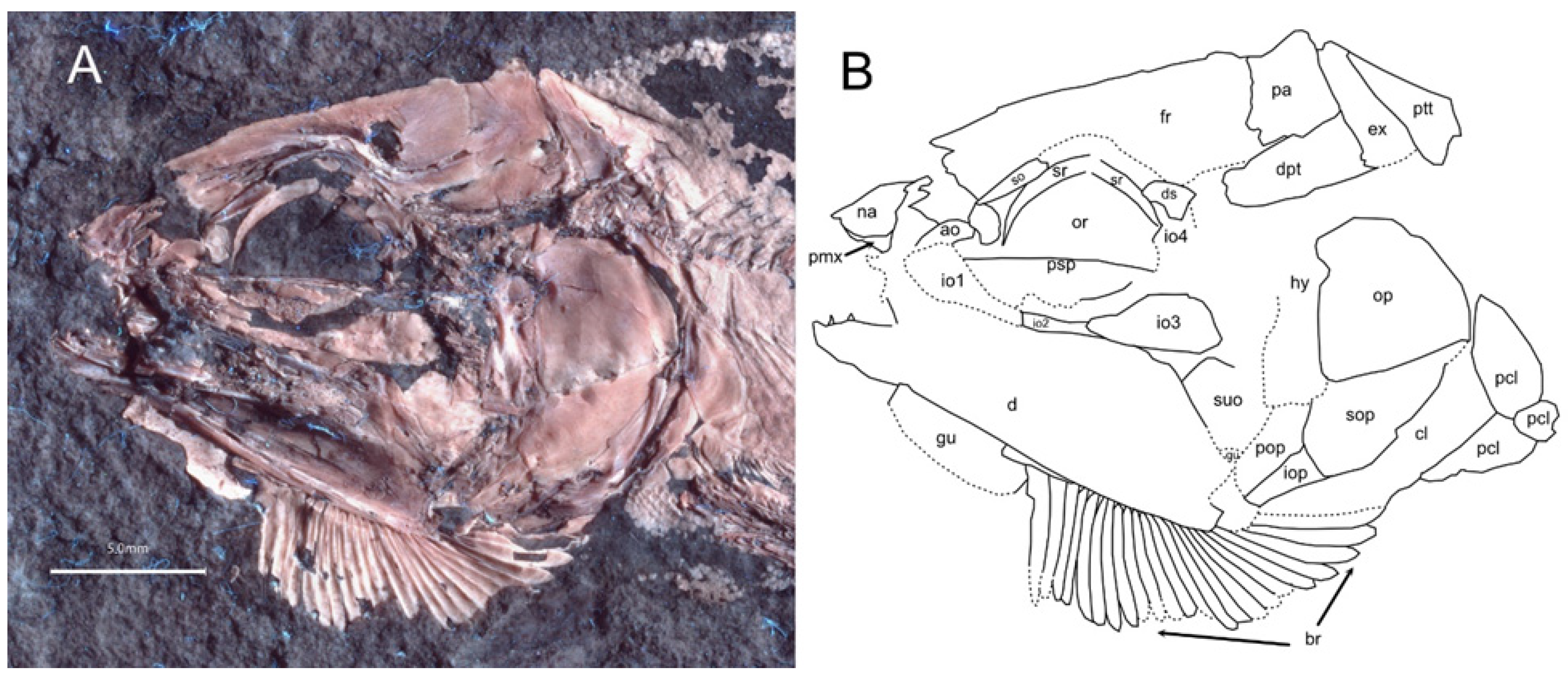 Diversity 16 00568 g006