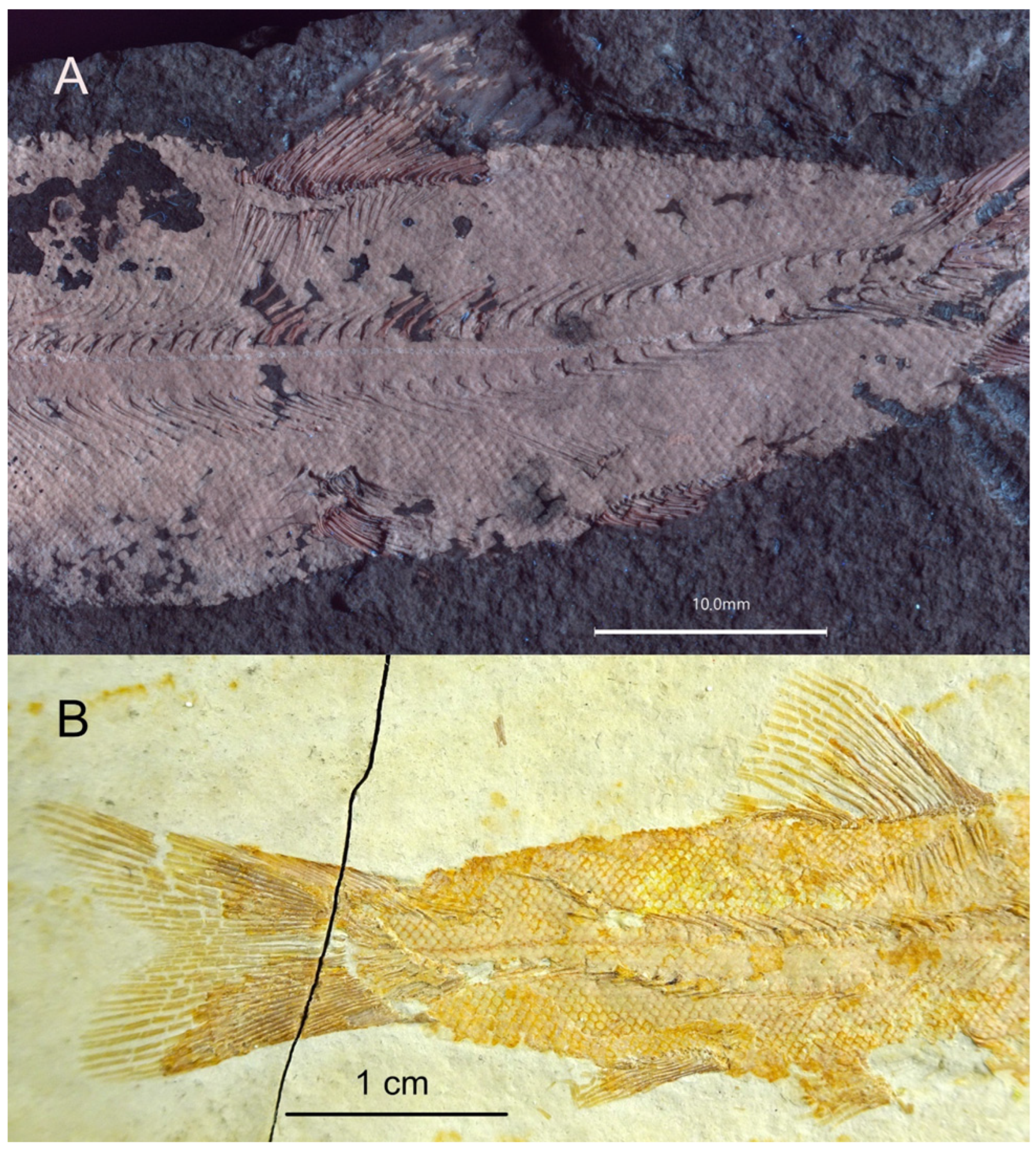 Diversity 16 00568 g008