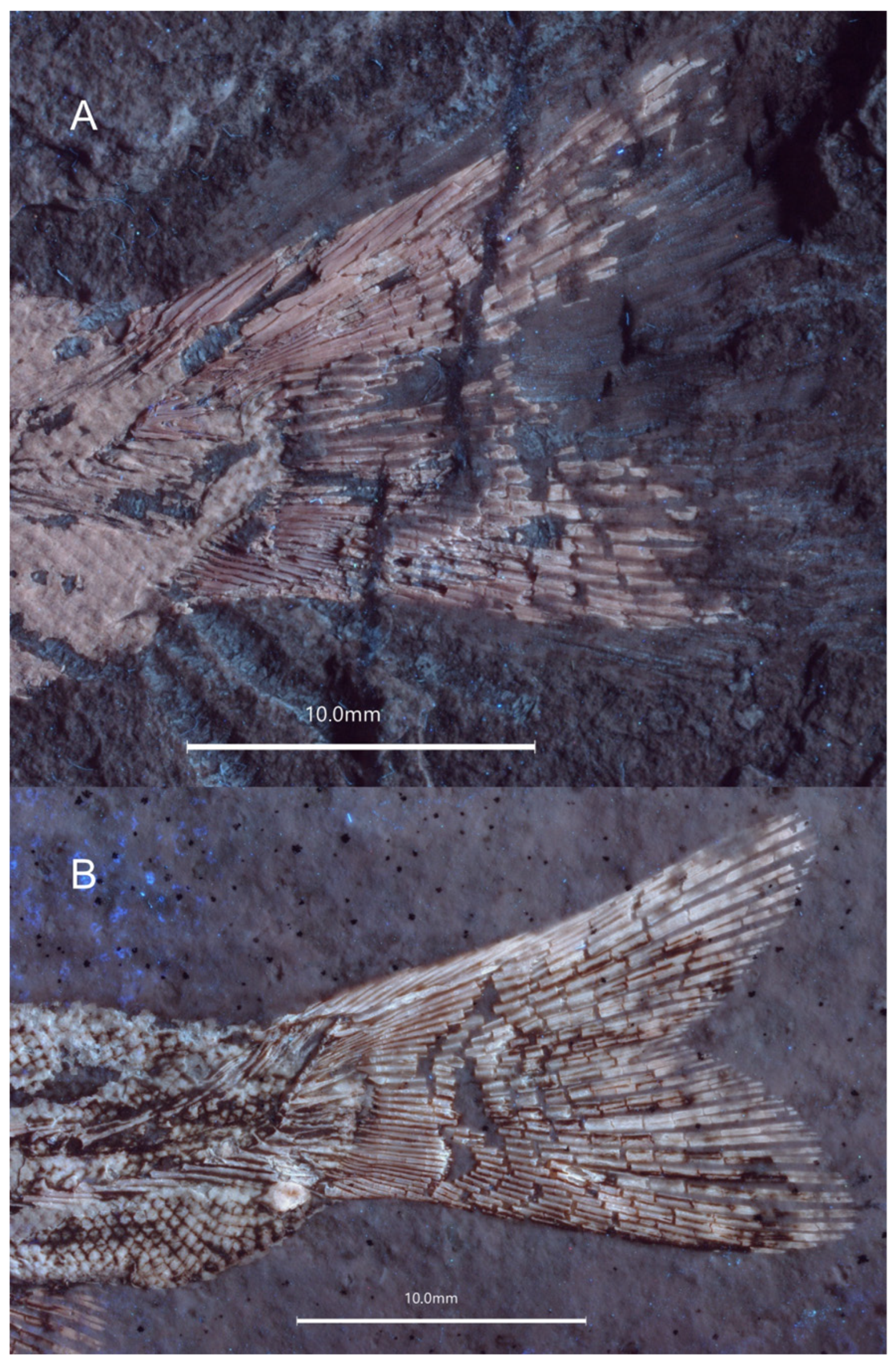 Diversity 16 00568 g009