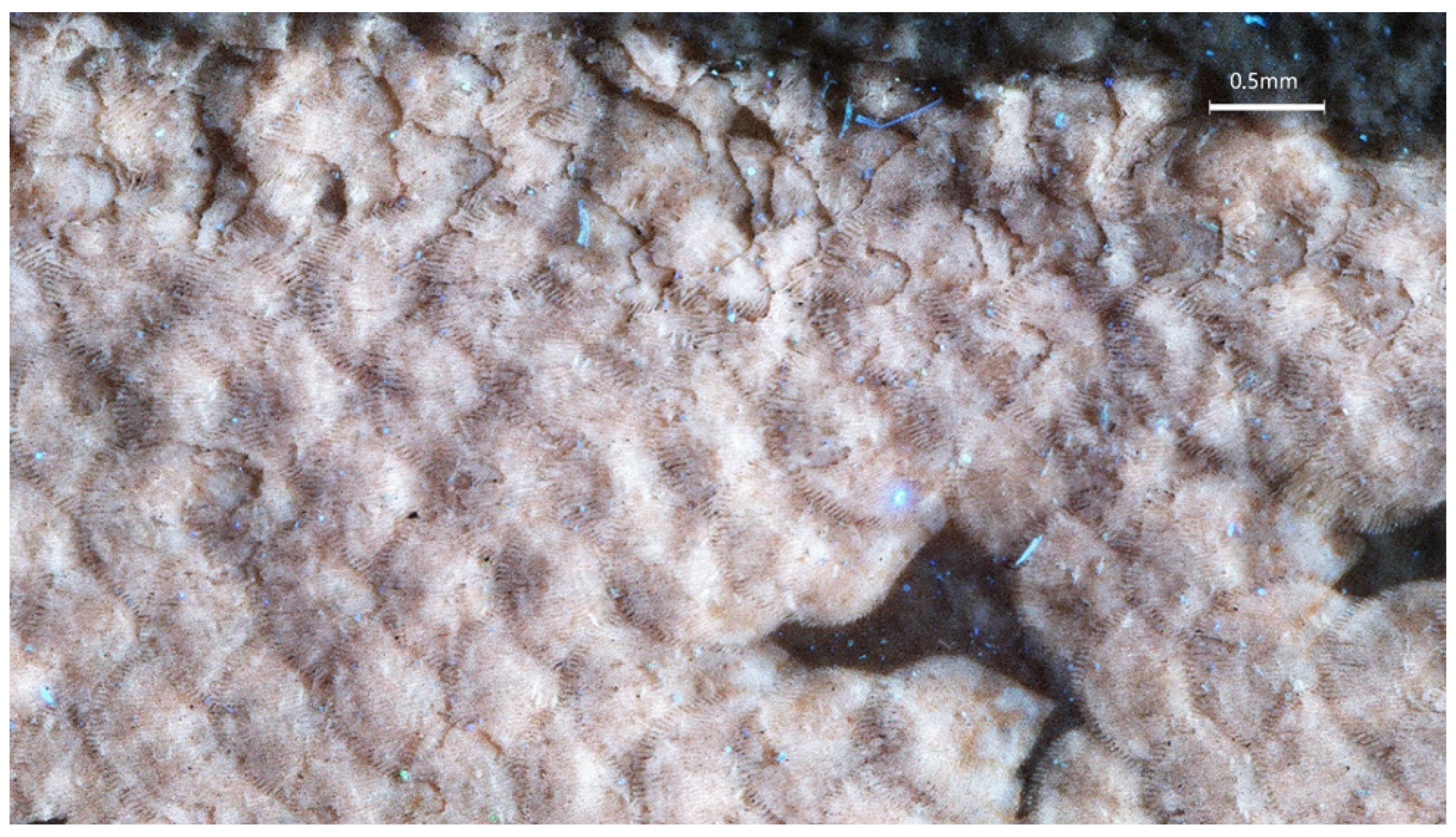 Diversity 16 00568 g010