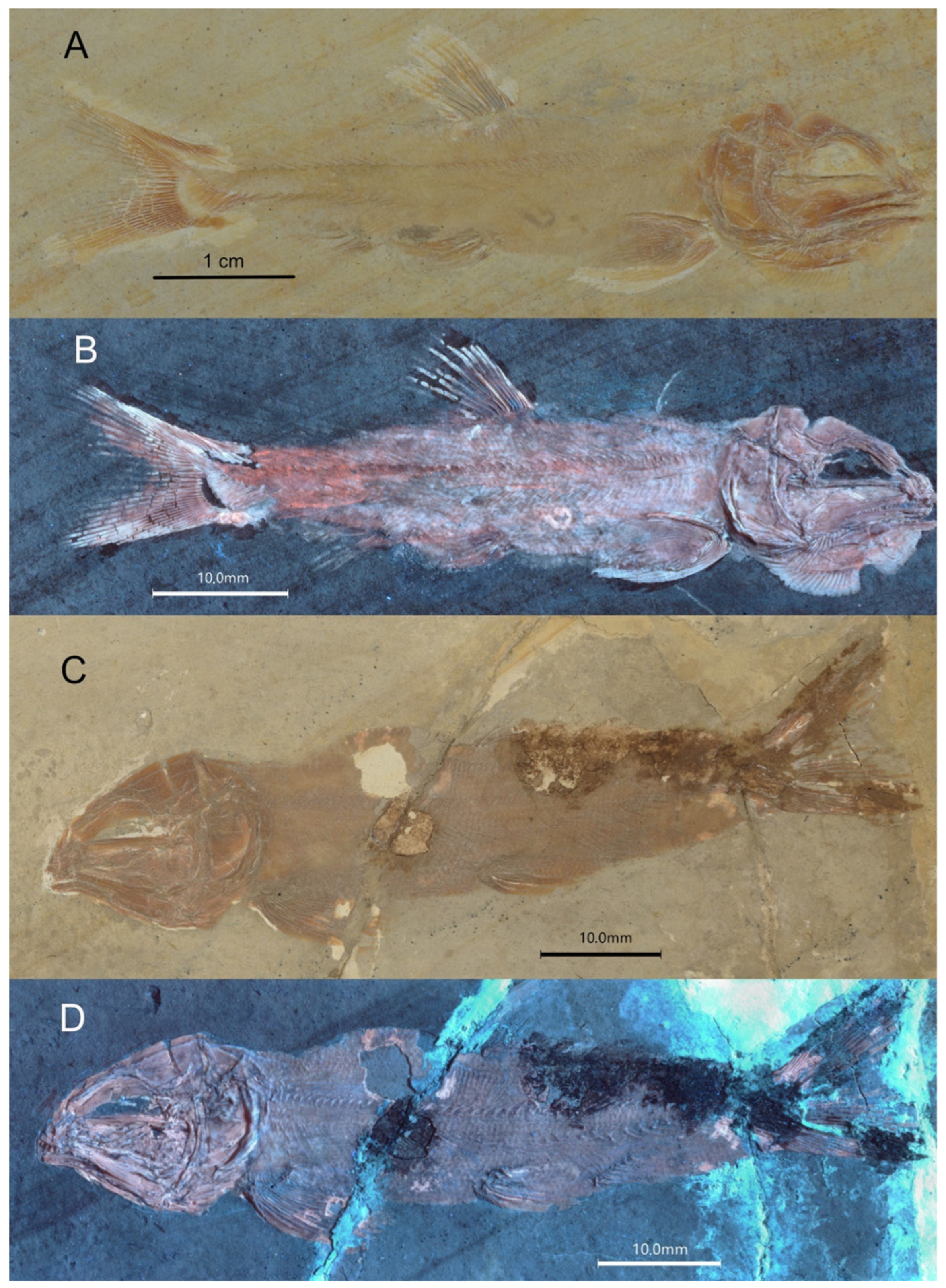 Diversity 16 00568 g011