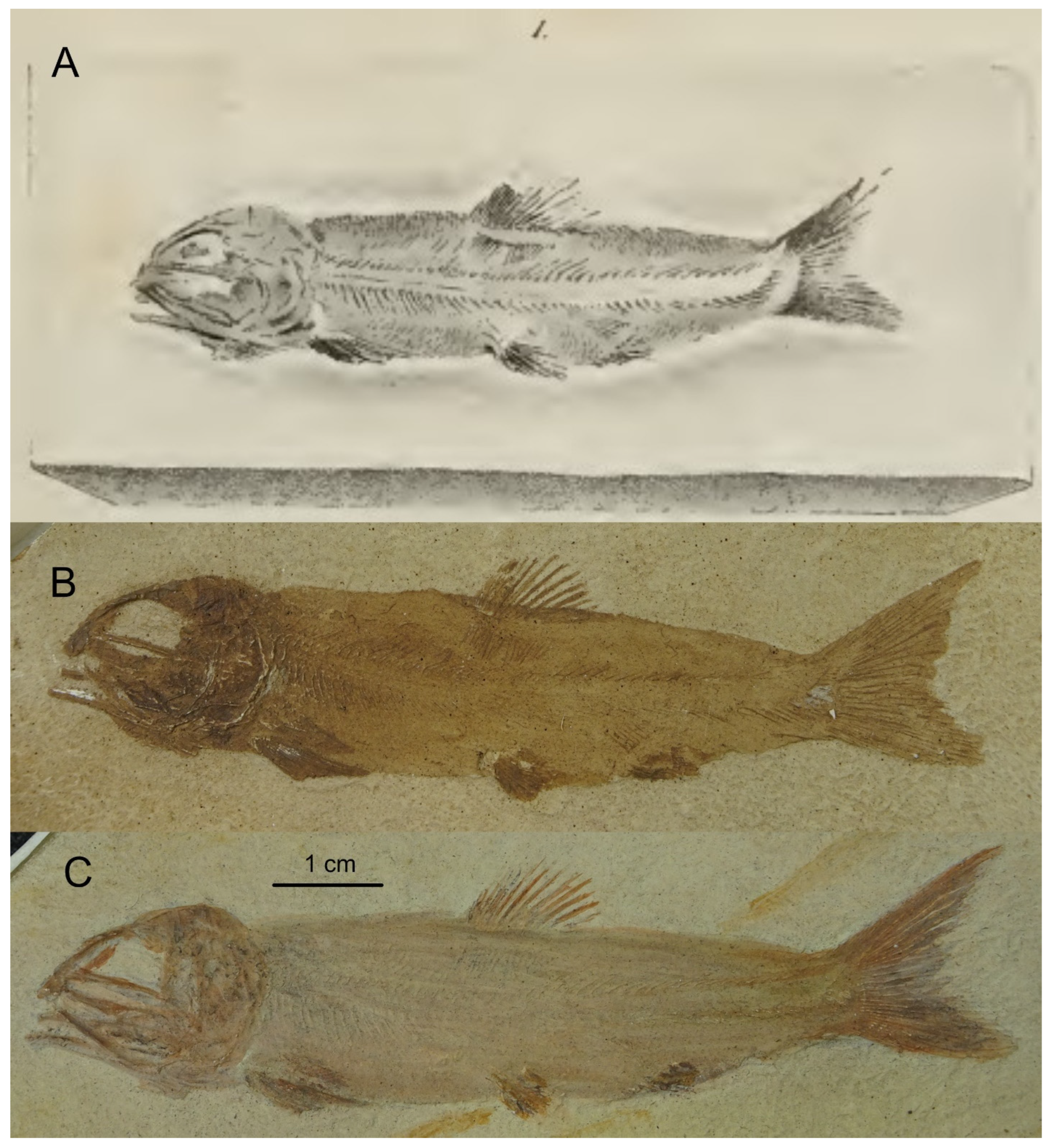Diversity 16 00568 g012
