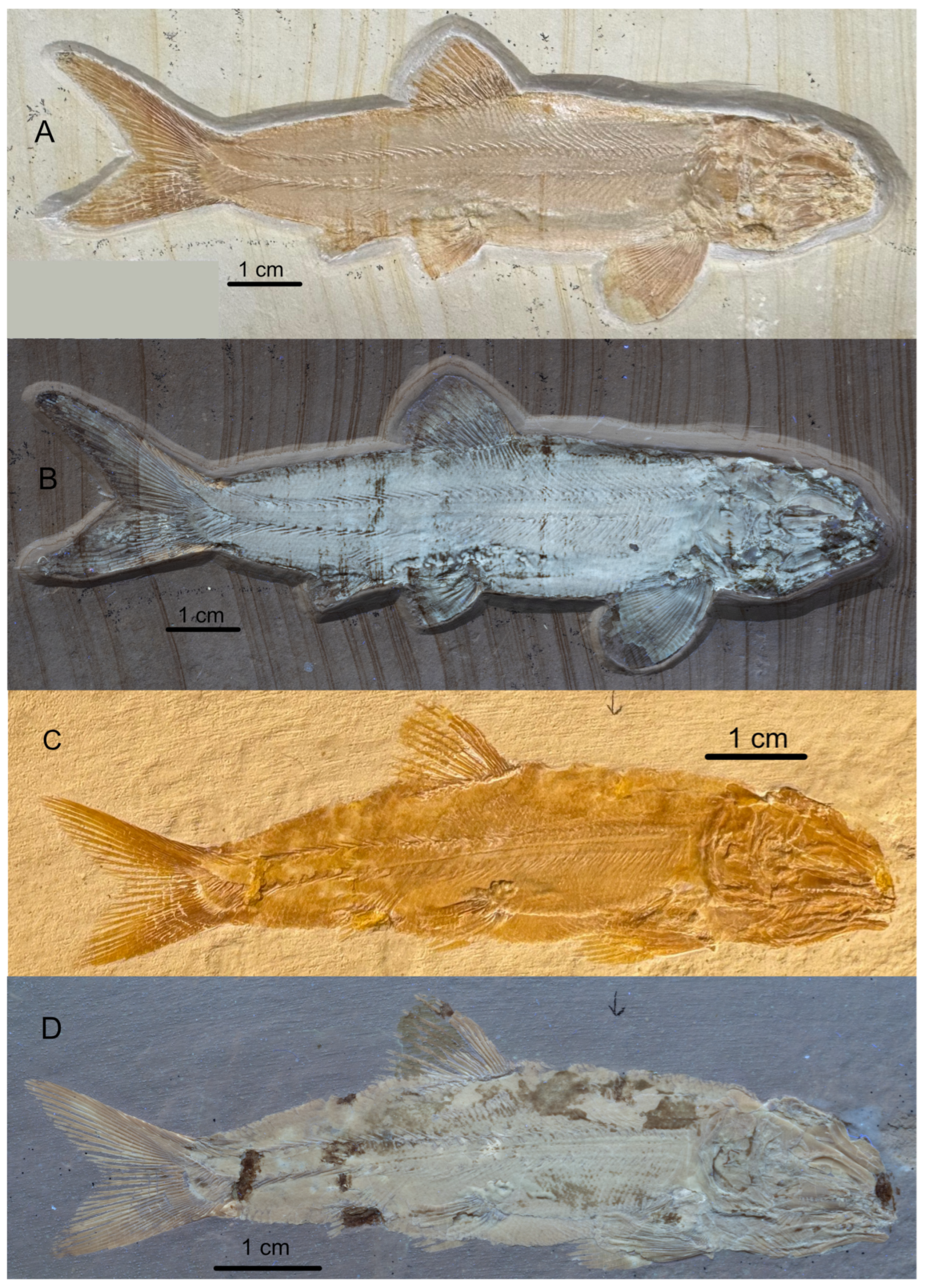 Diversity 16 00568 g013