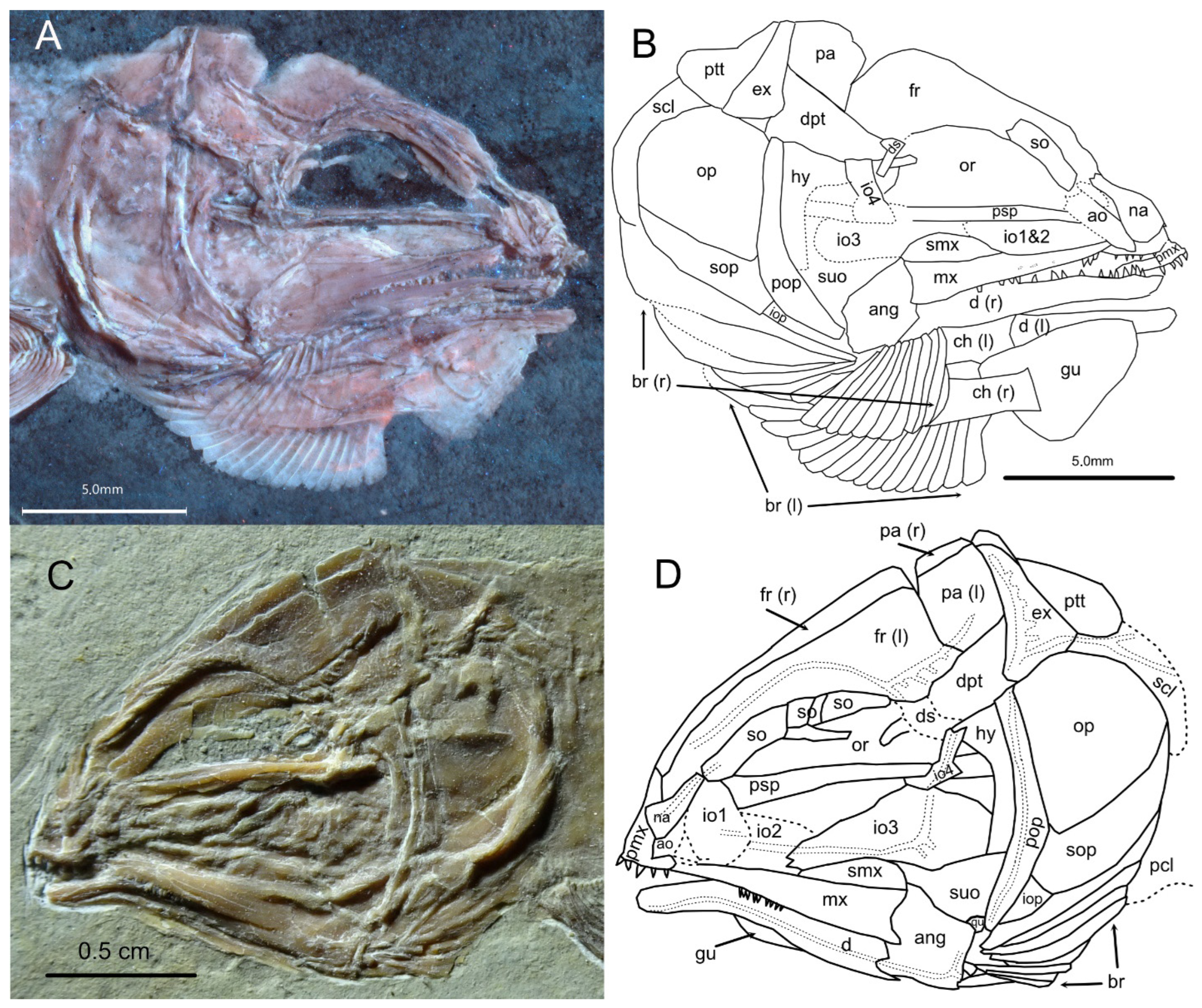 Diversity 16 00568 g015