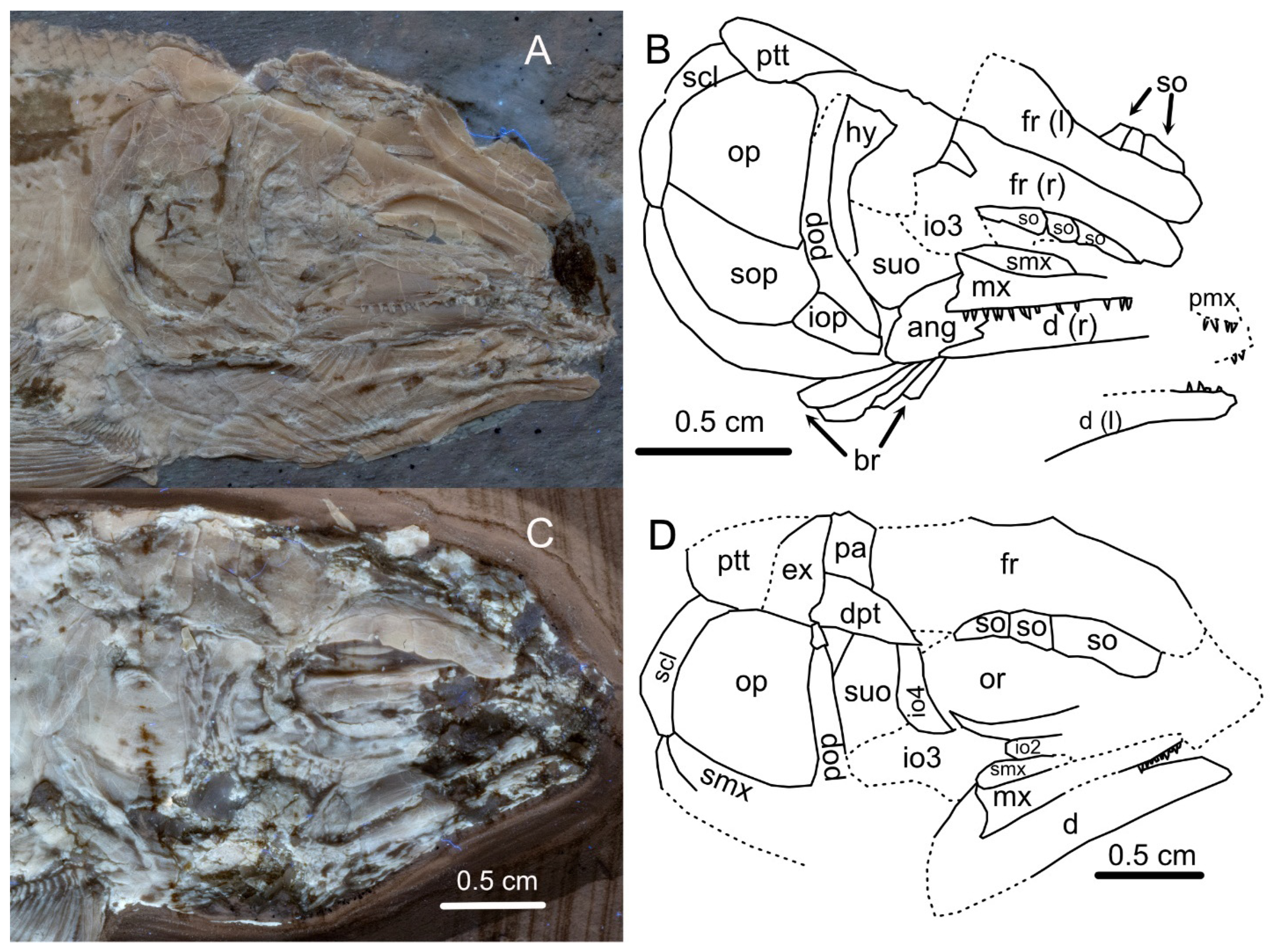 Diversity 16 00568 g016