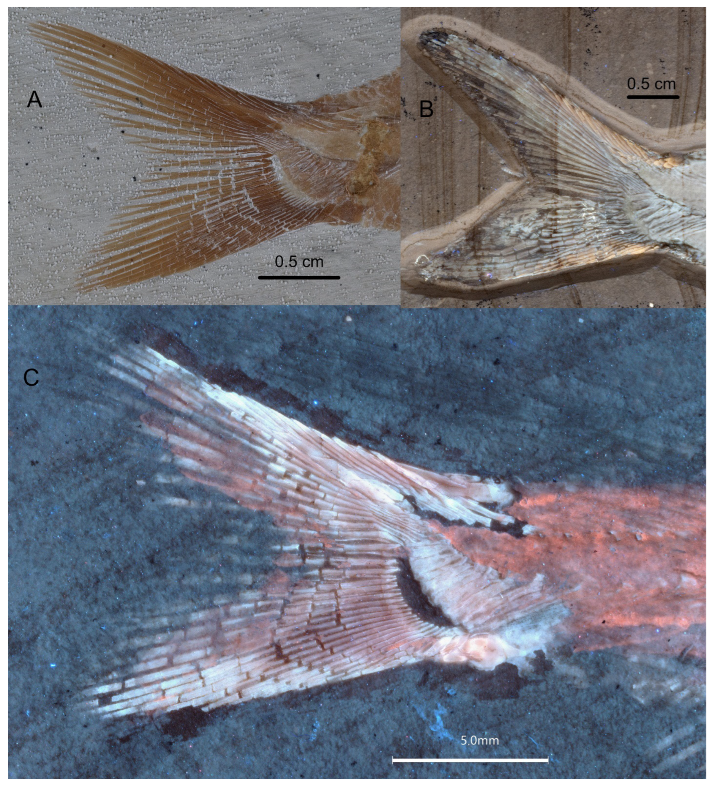 Diversity 16 00568 g018