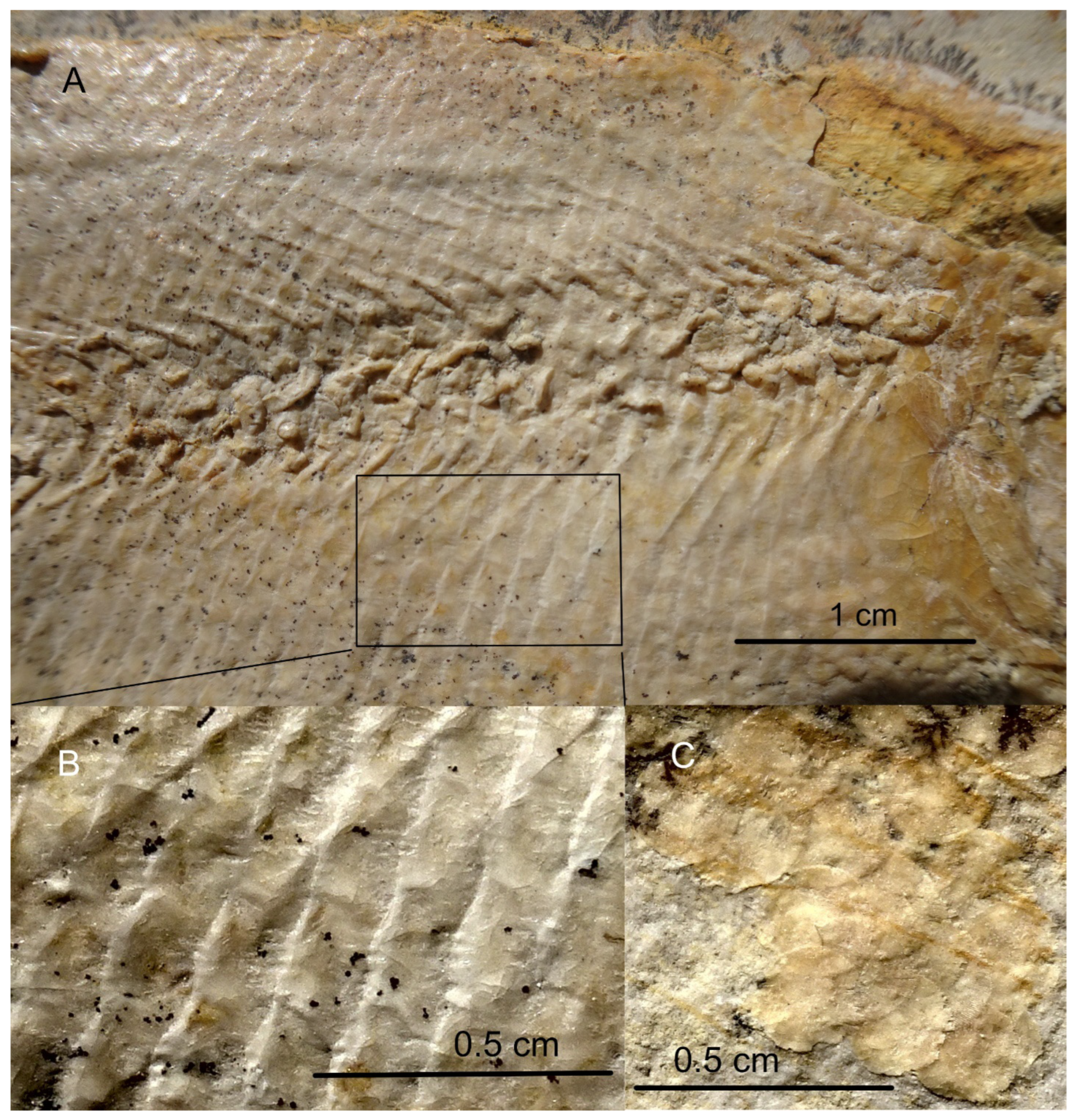 Diversity 16 00568 g019