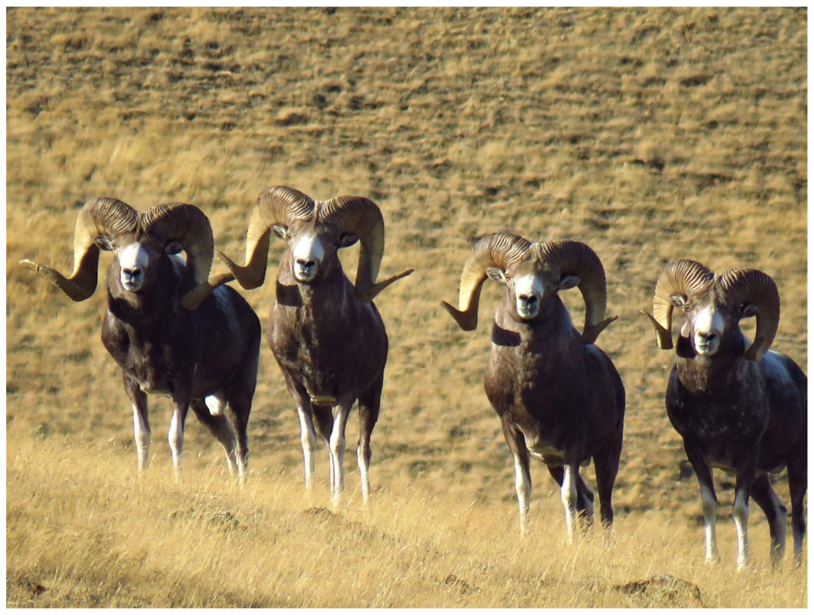 Diversity 16 00570 g001