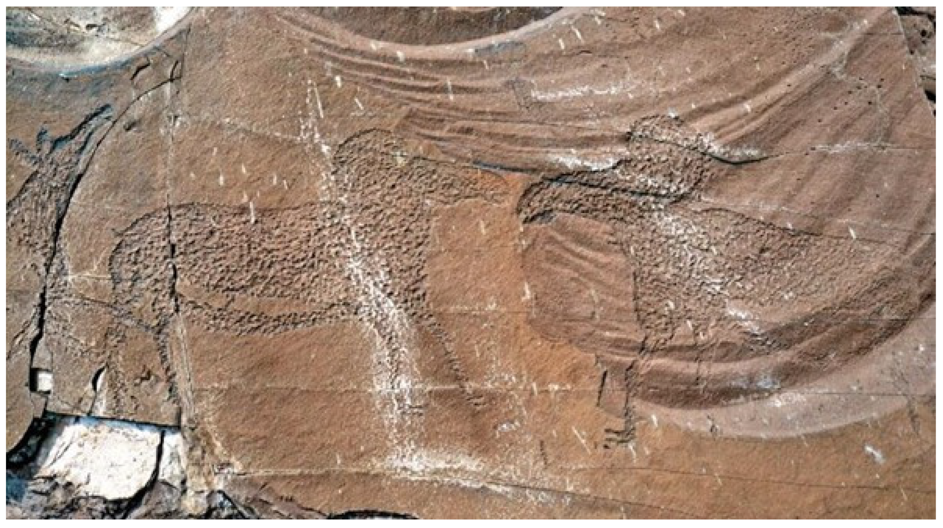 Diversity 16 00570 g003