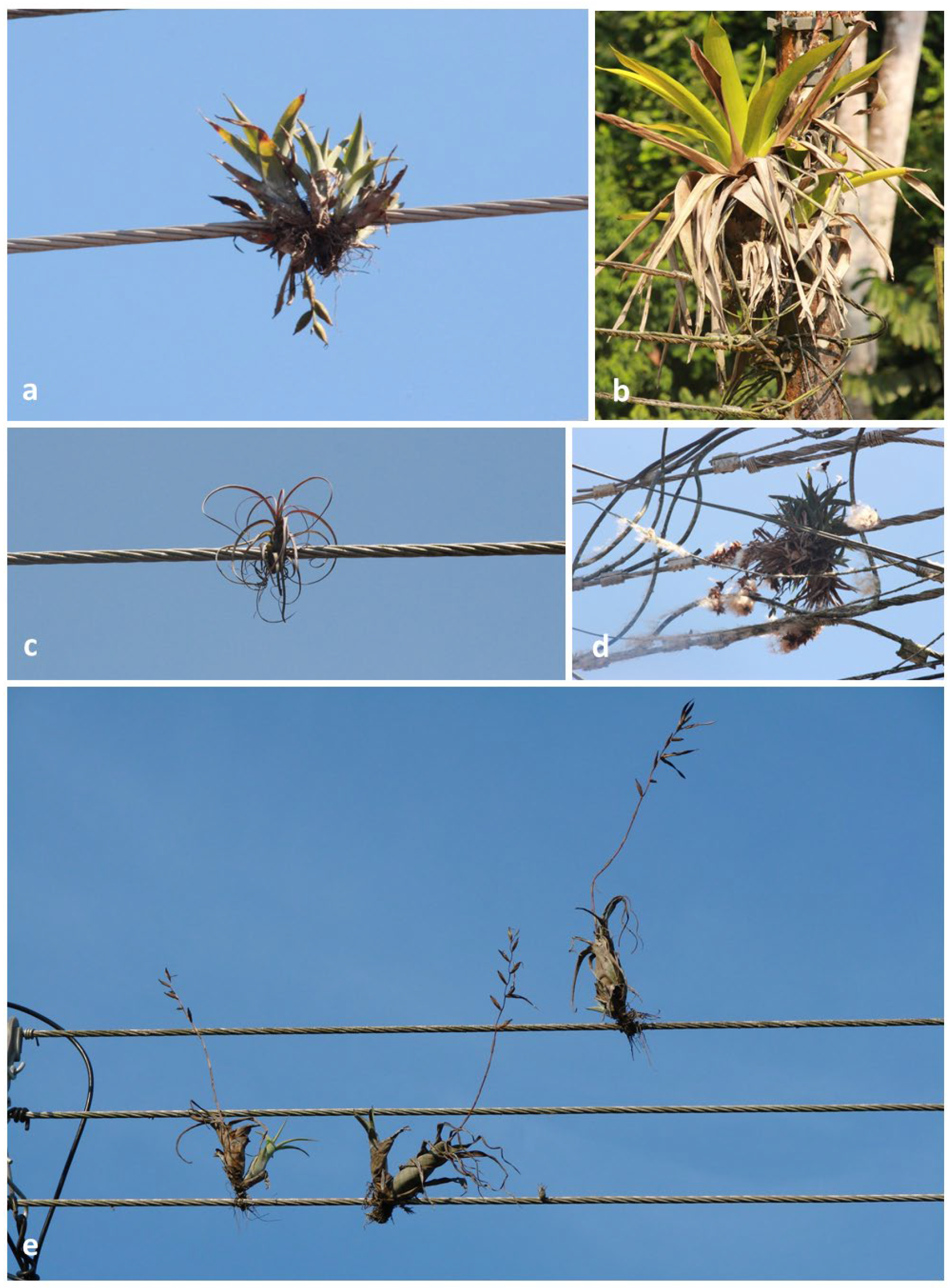 Diversity 16 00573 g001