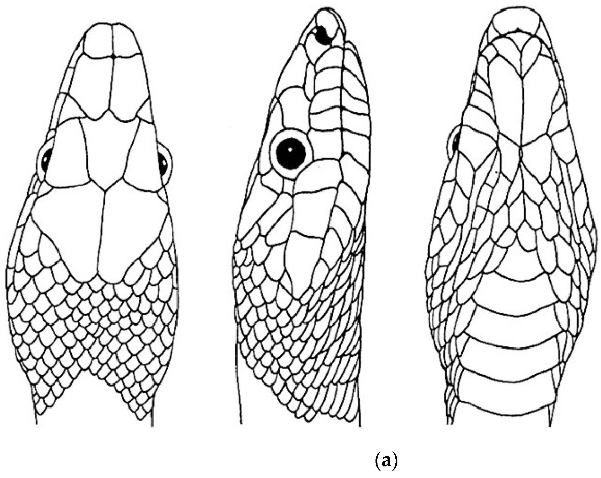 Diversity 16 00576 g006a
