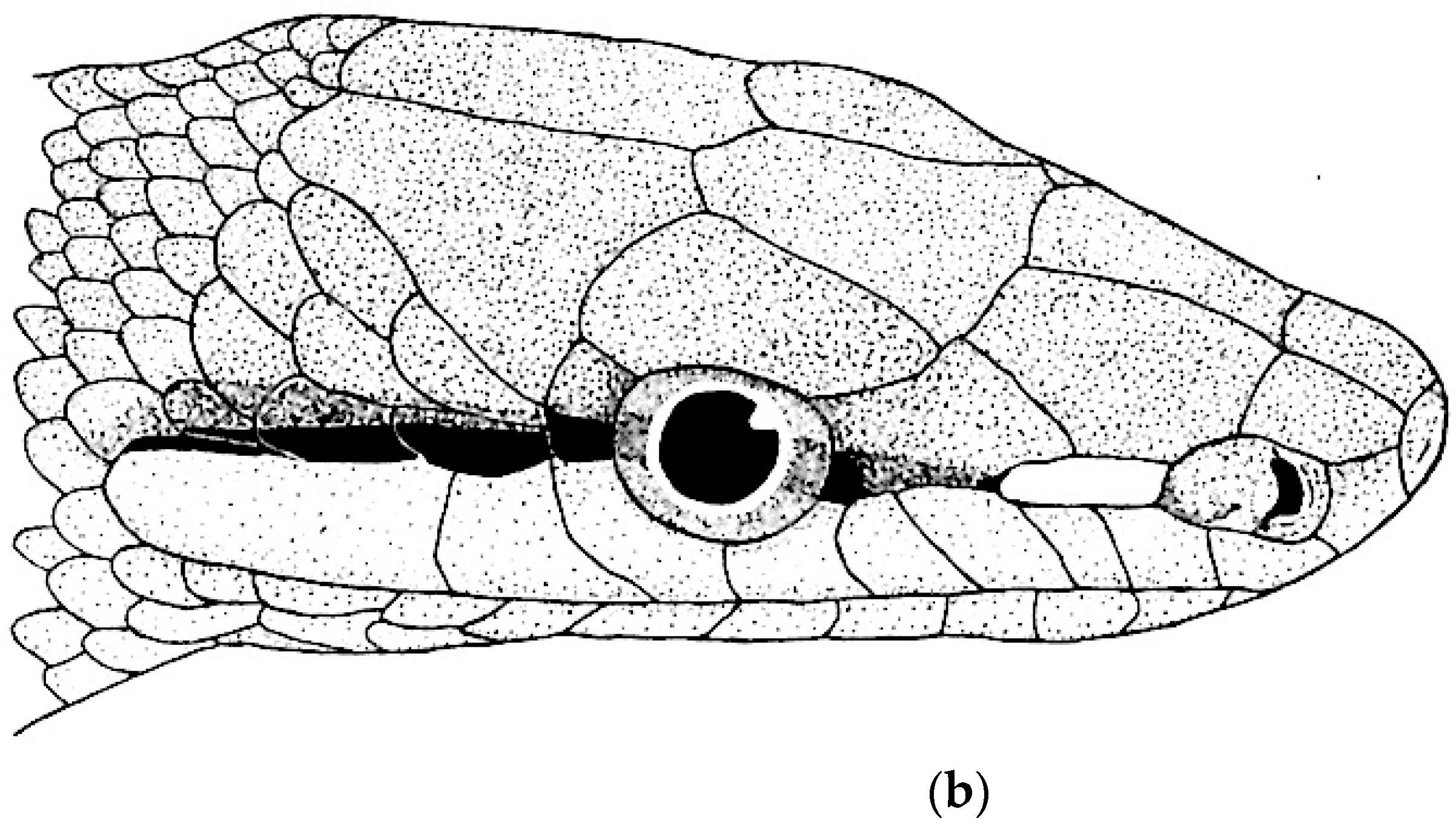 Diversity 16 00576 g006b
