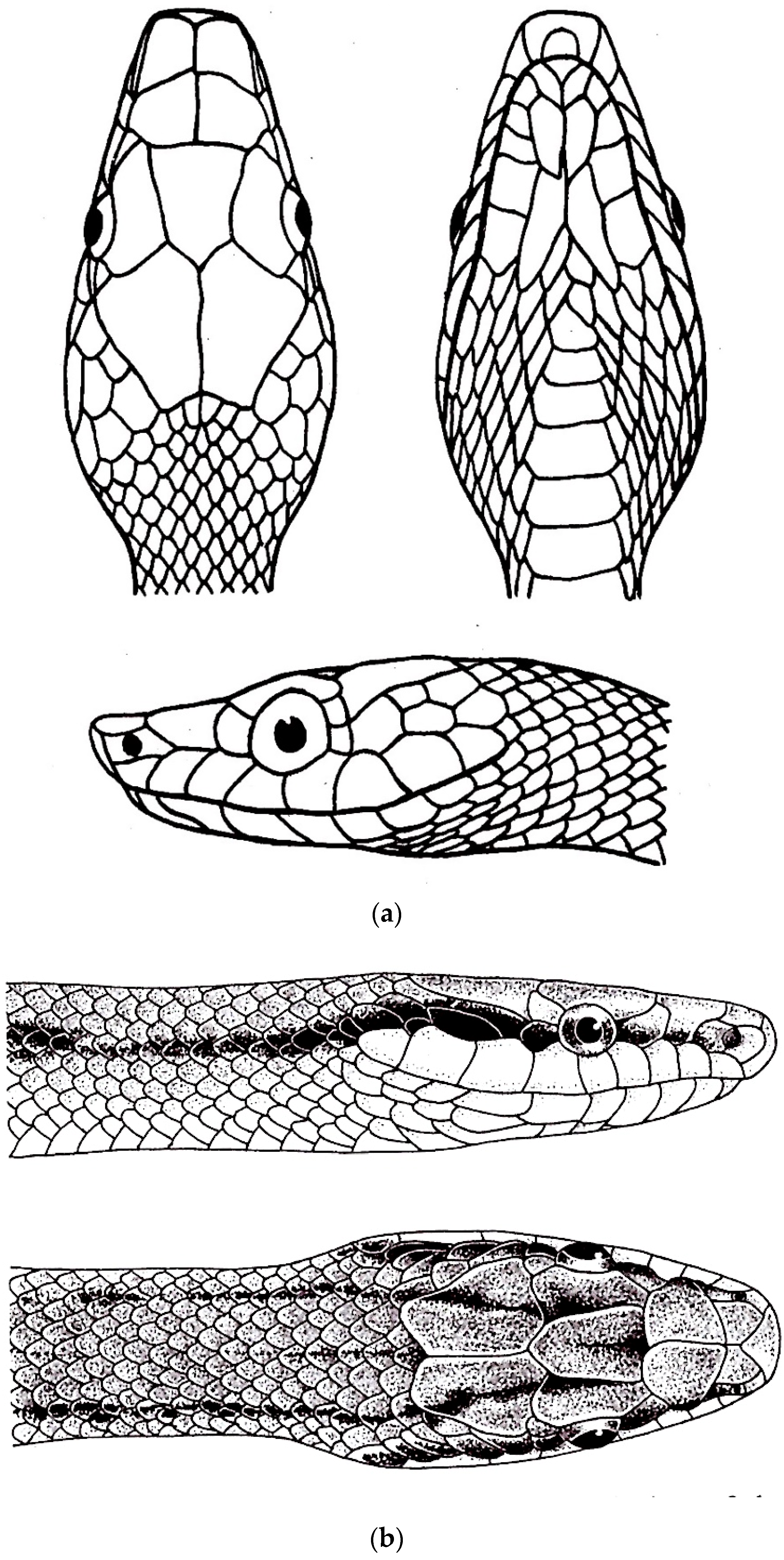 Diversity 16 00576 g008