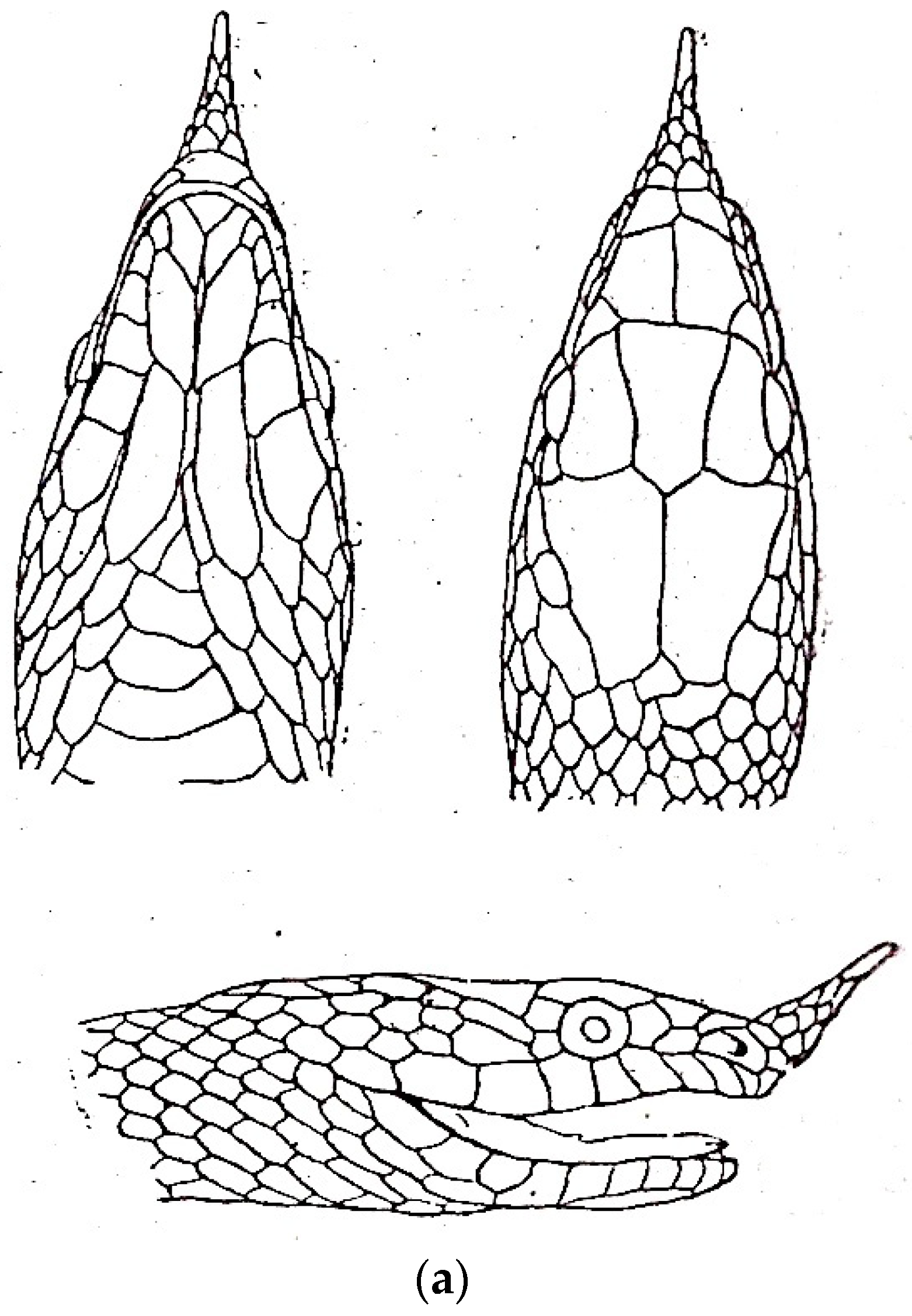 Diversity 16 00576 g011a