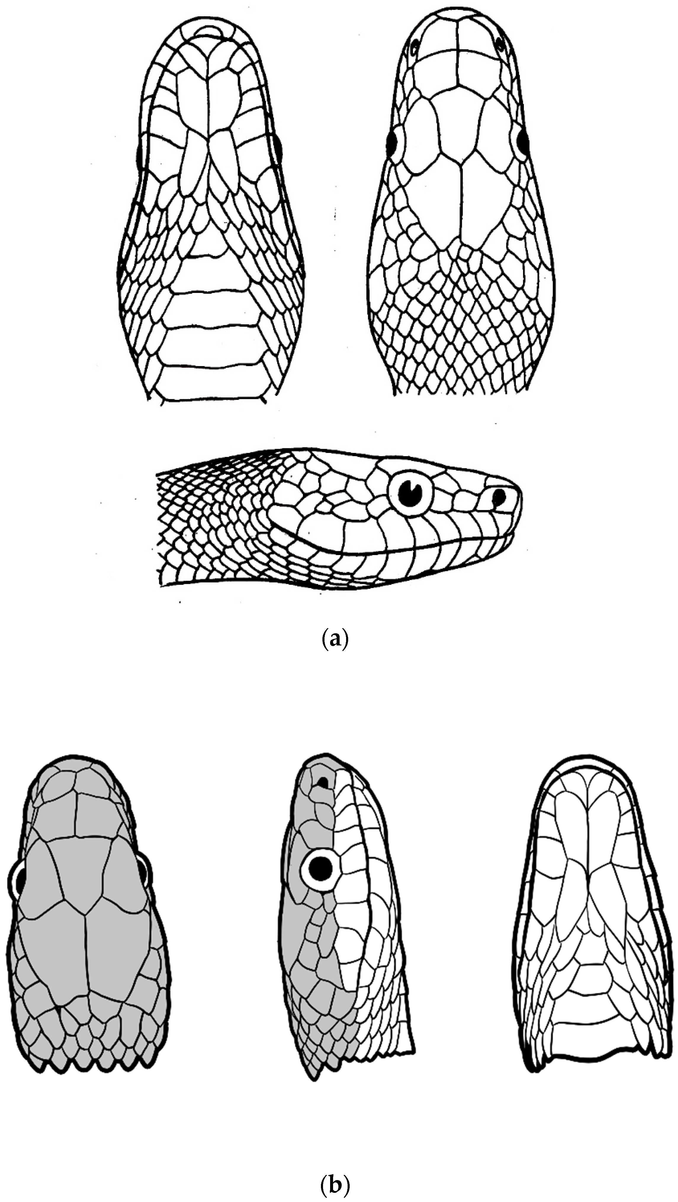 Diversity 16 00576 g016