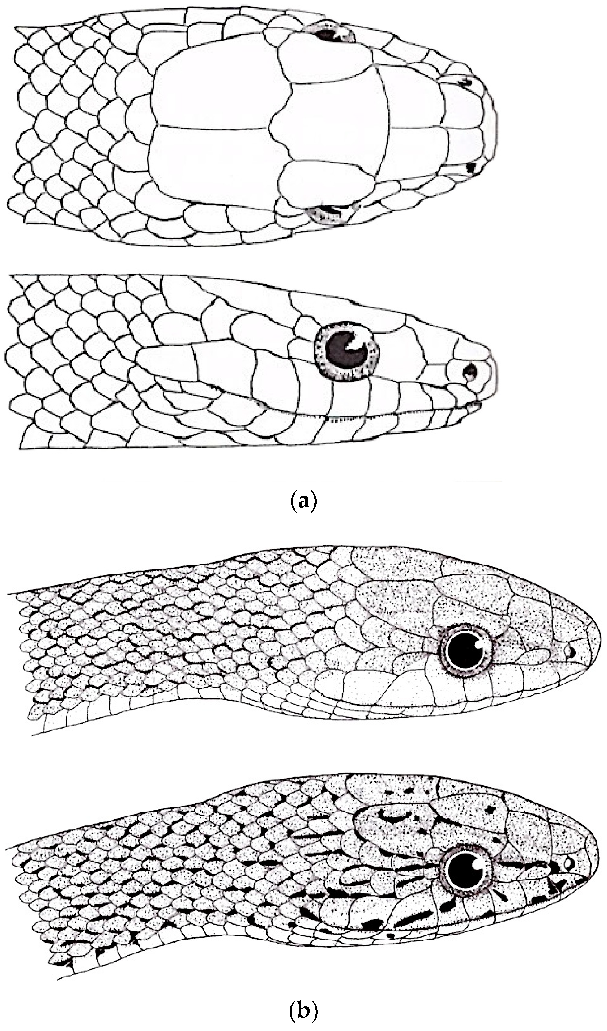 Diversity 16 00576 g018