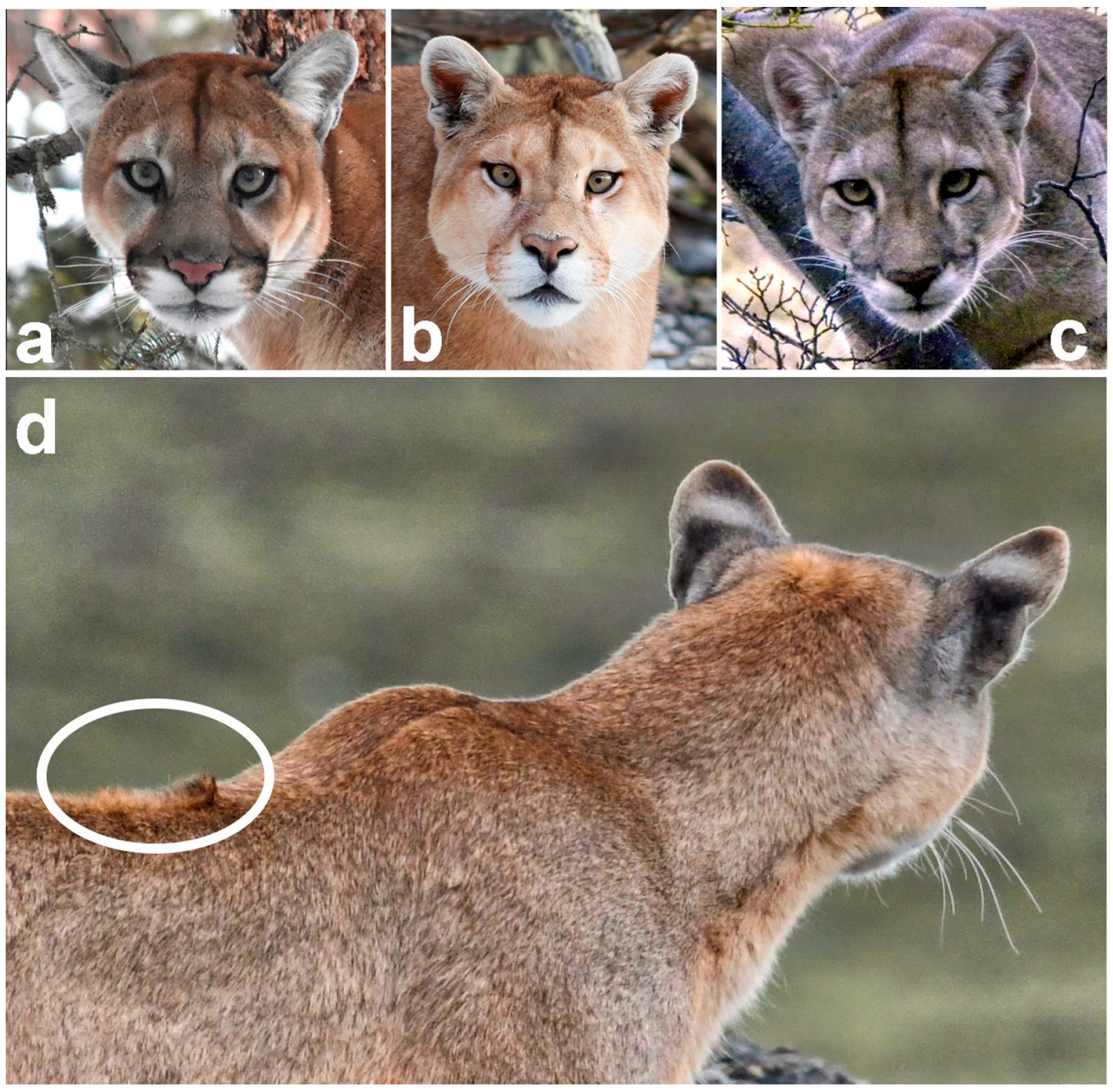 Diversity 16 00581 g002