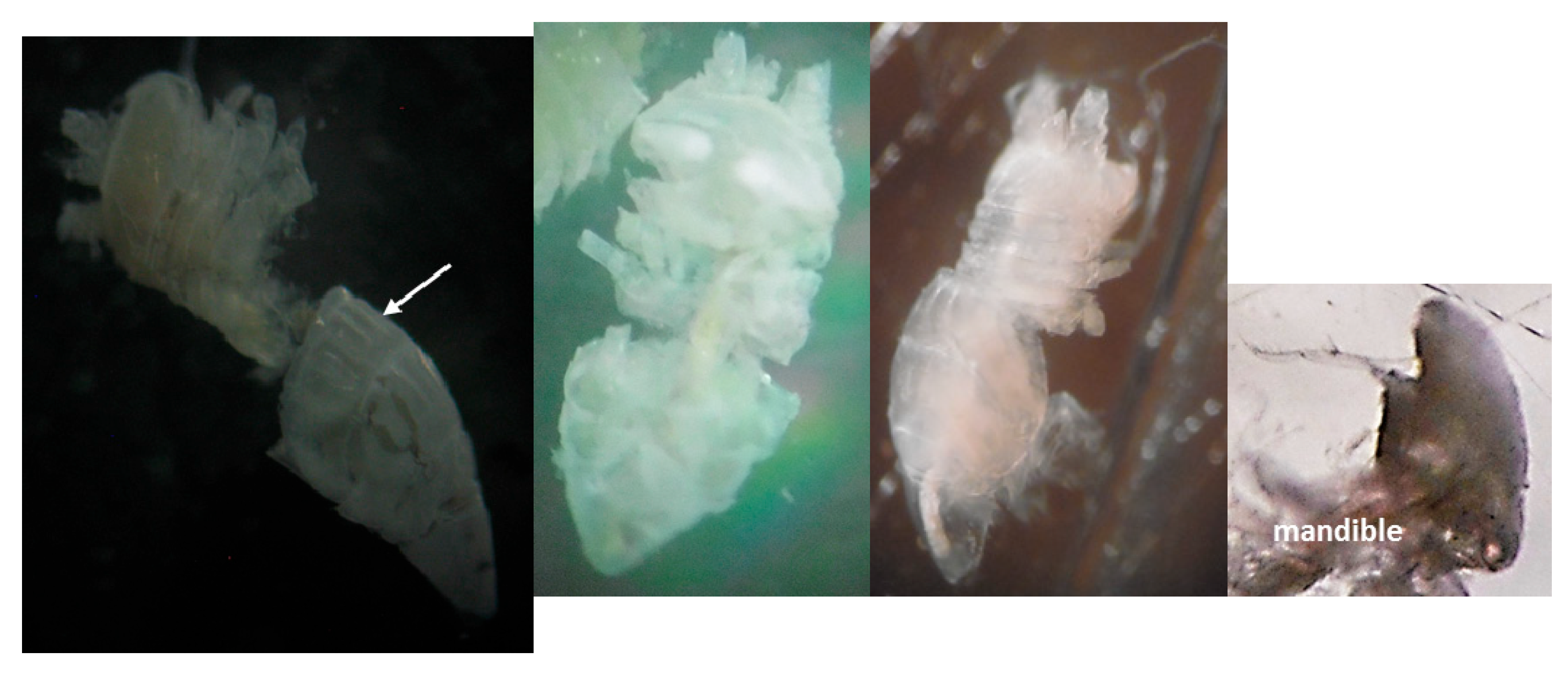 Diversity 16 00582 g0a1