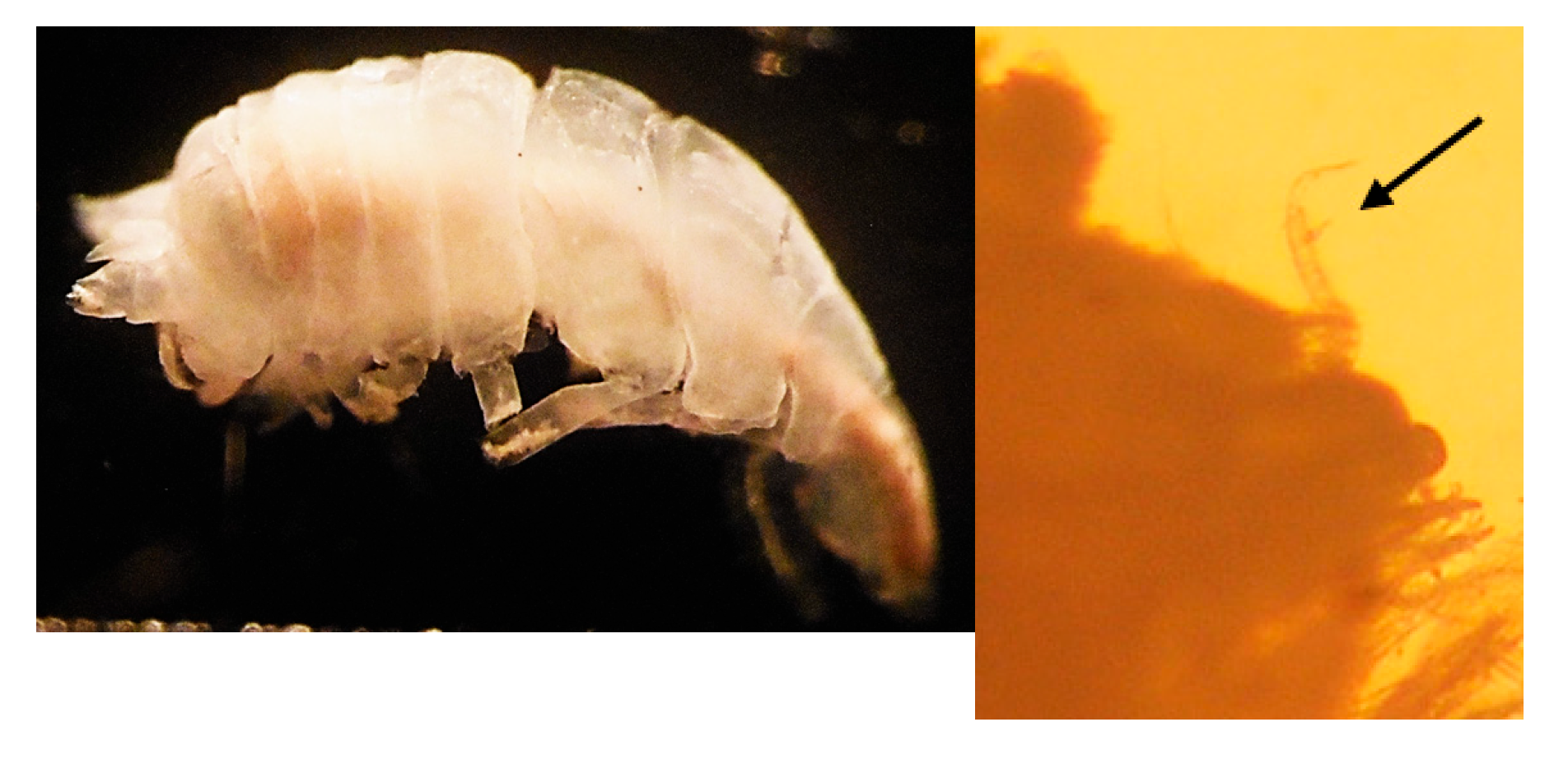 Diversity 16 00582 g0a2