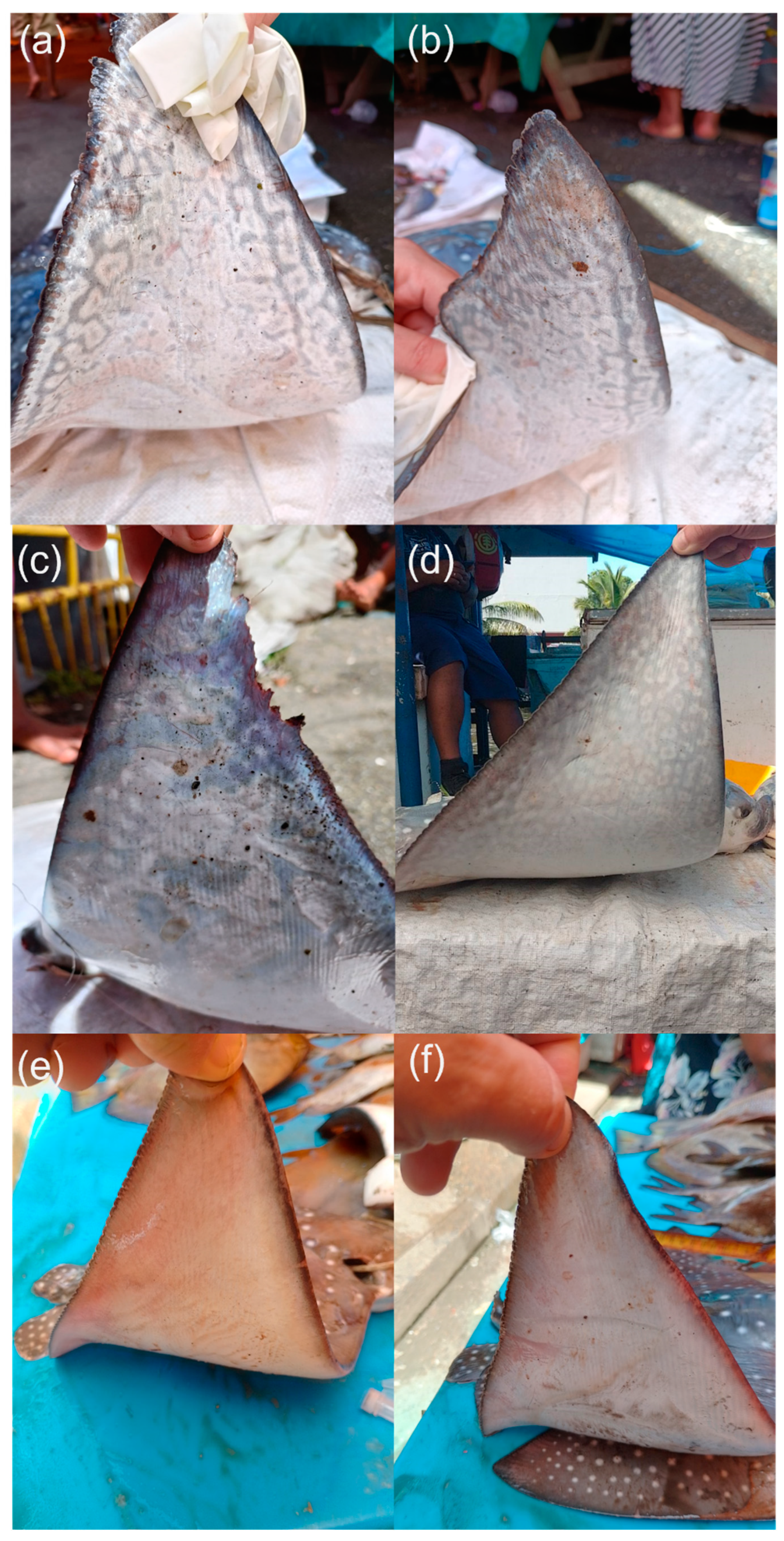 Diversity 16 00588 g004