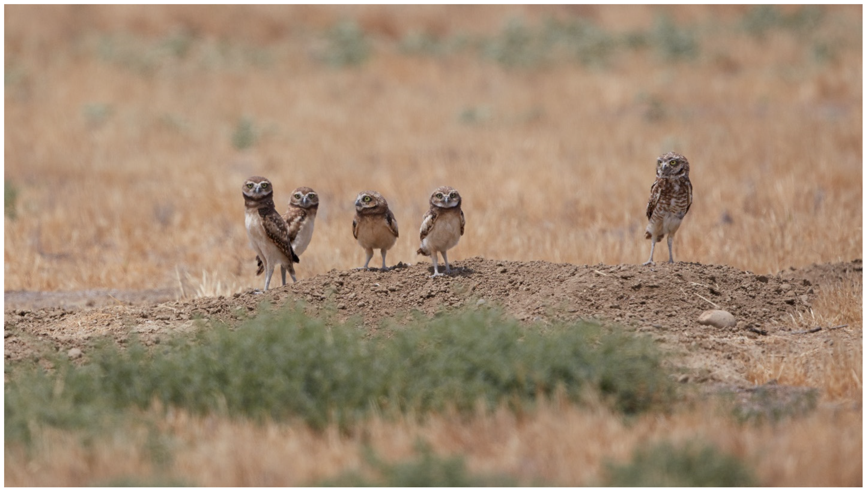 Diversity 16 00590 g001