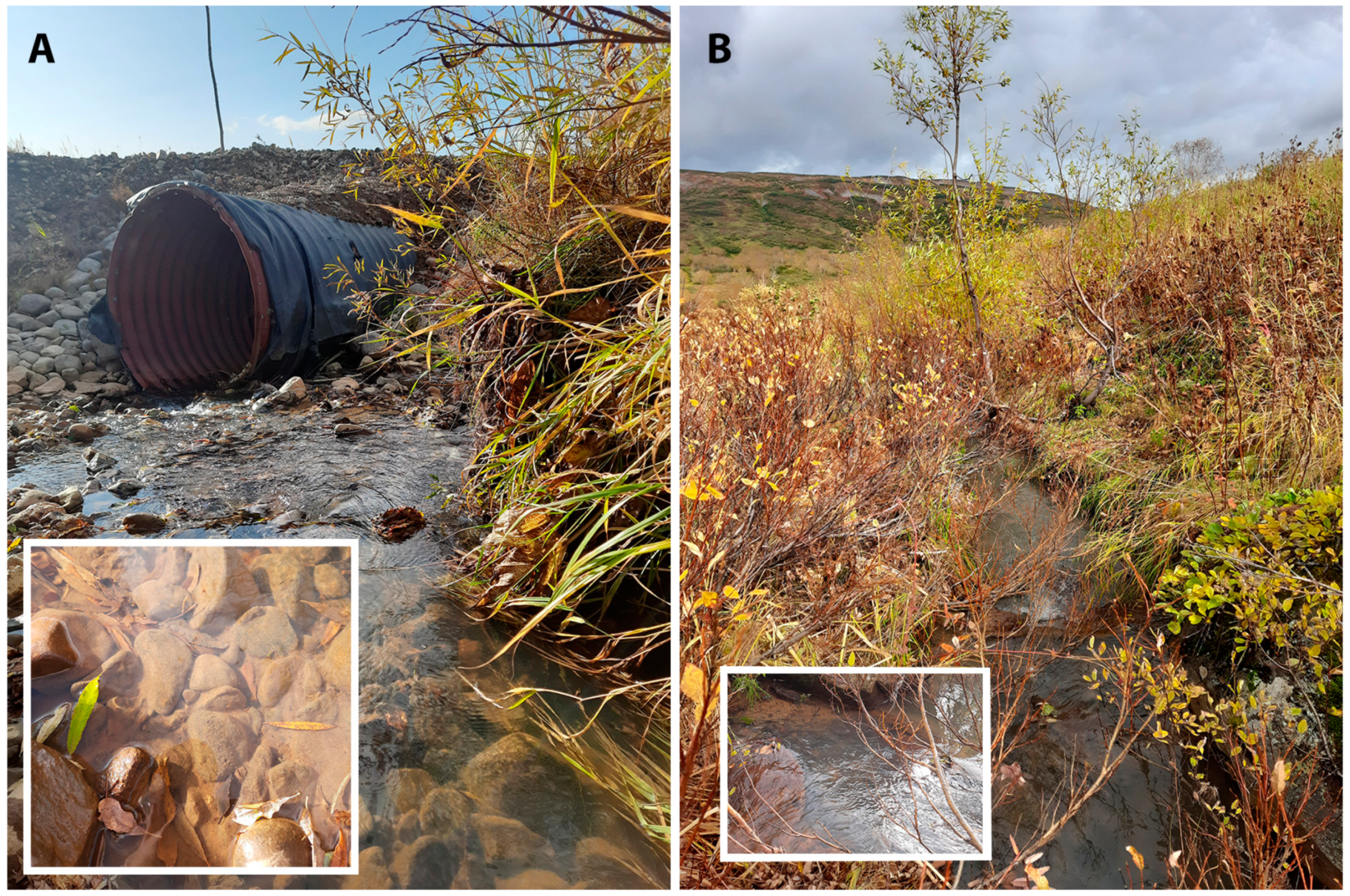 Diversity 16 00592 g004