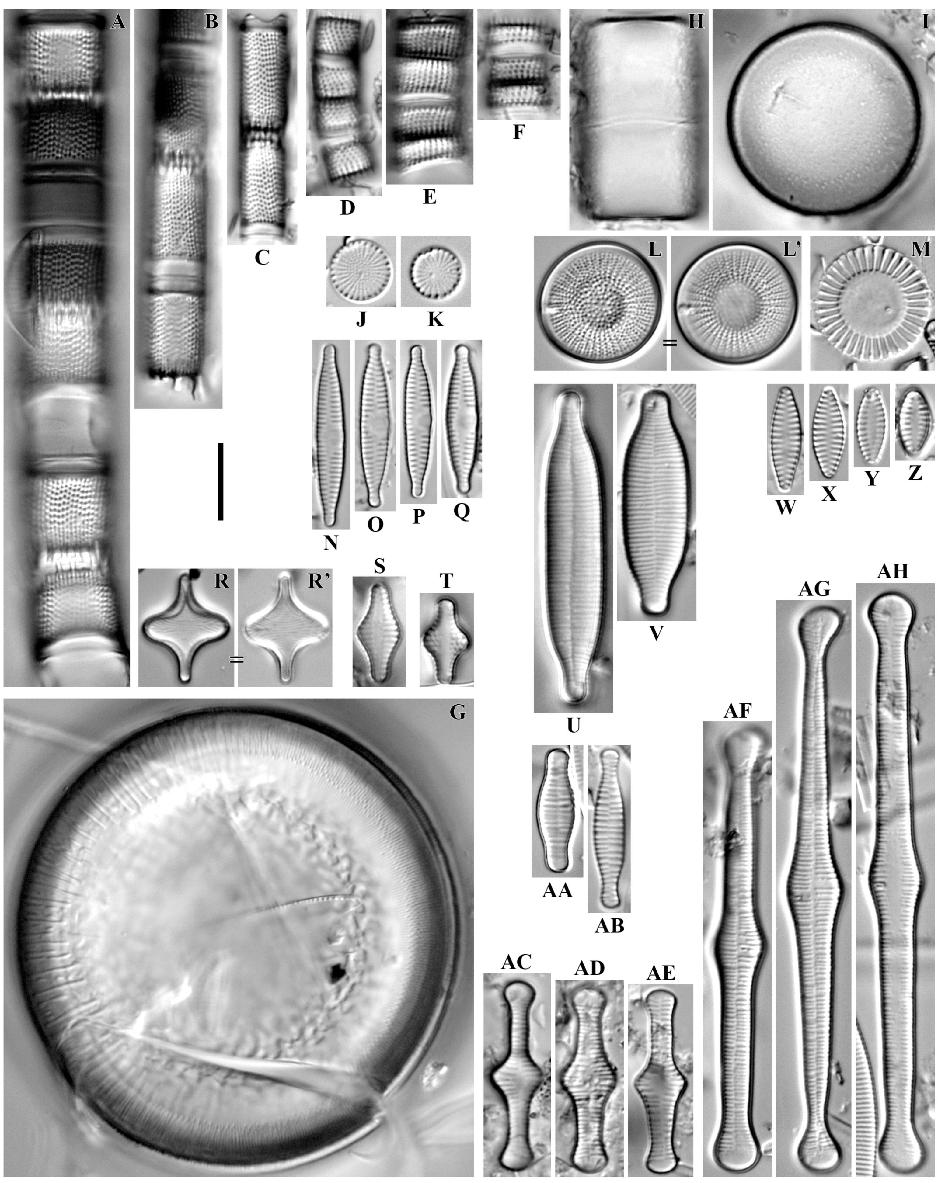 Diversity 16 00592 g005