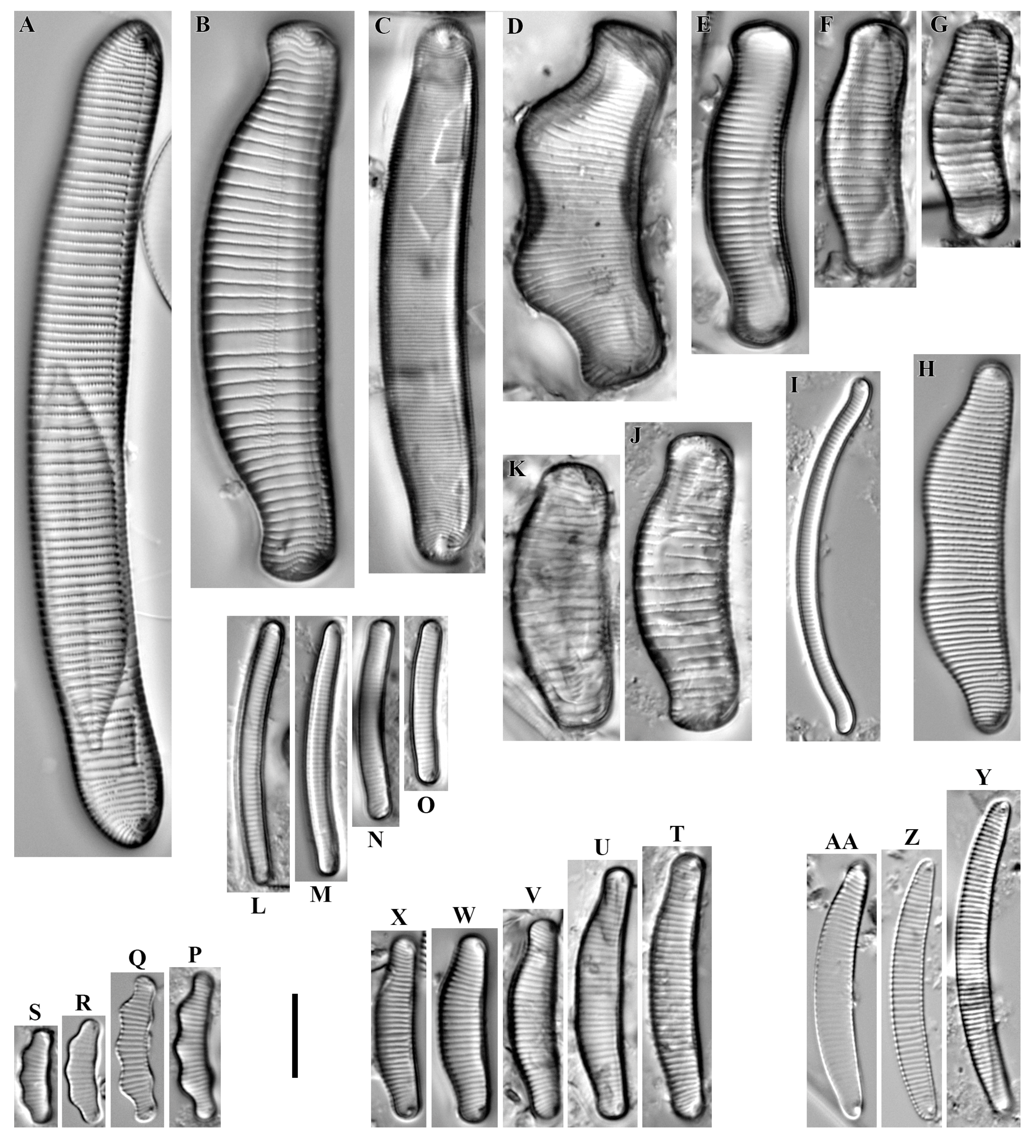 Diversity 16 00592 g009