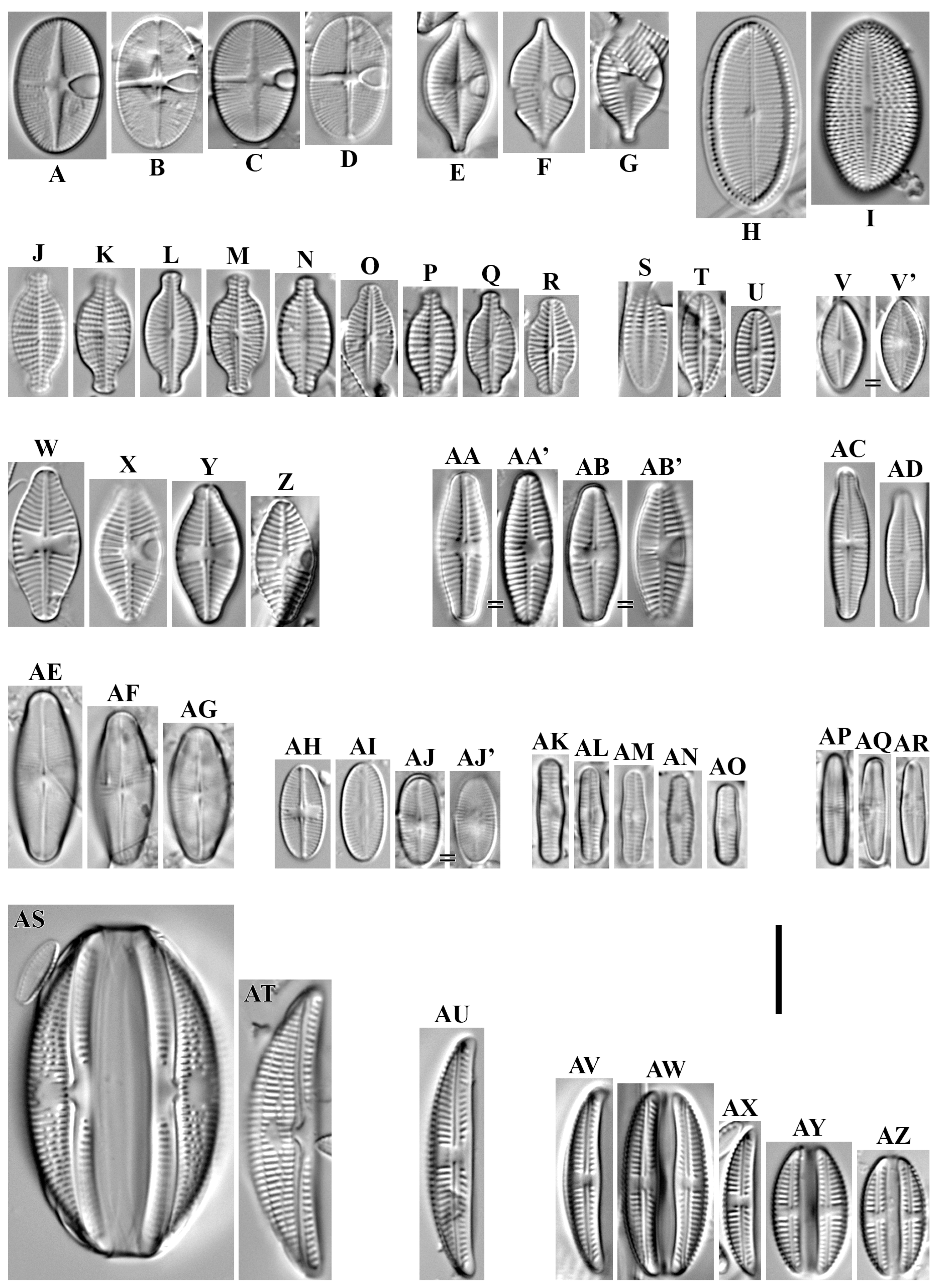 Diversity 16 00592 g010