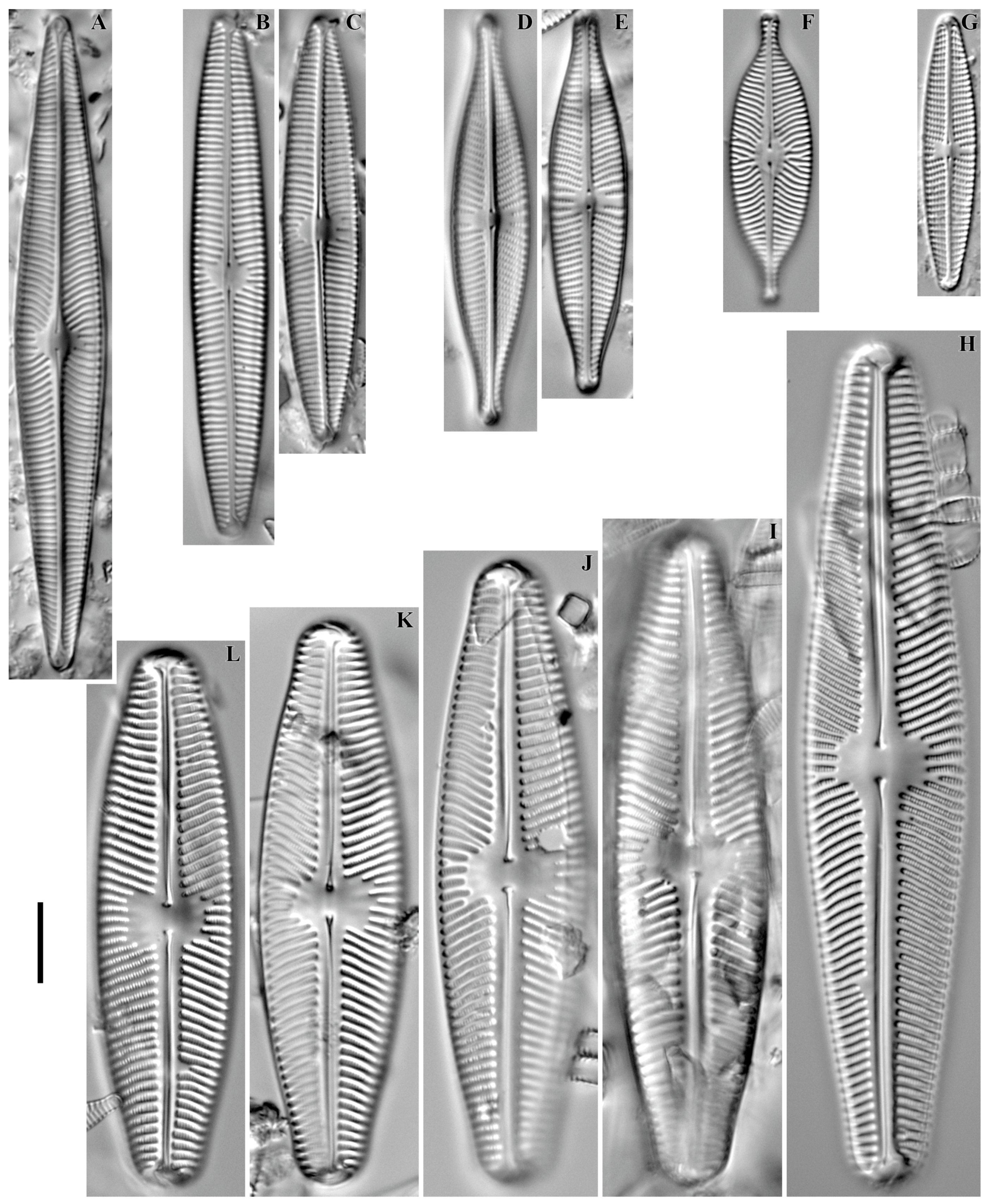 Diversity 16 00592 g011