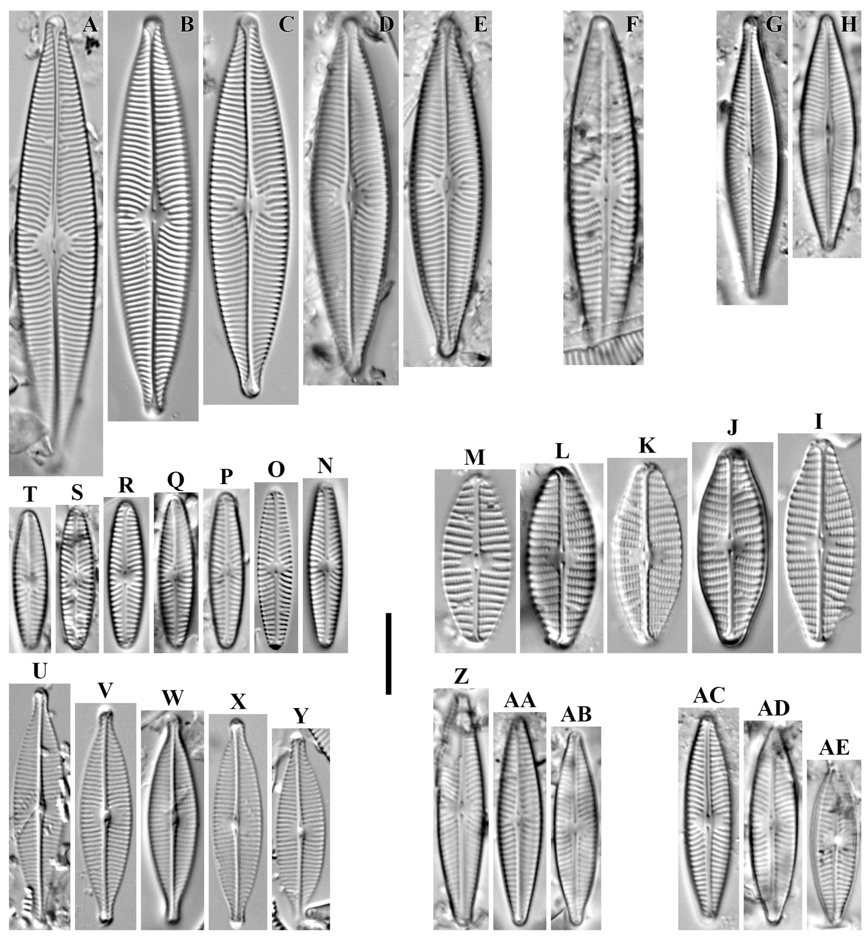 Diversity 16 00592 g012