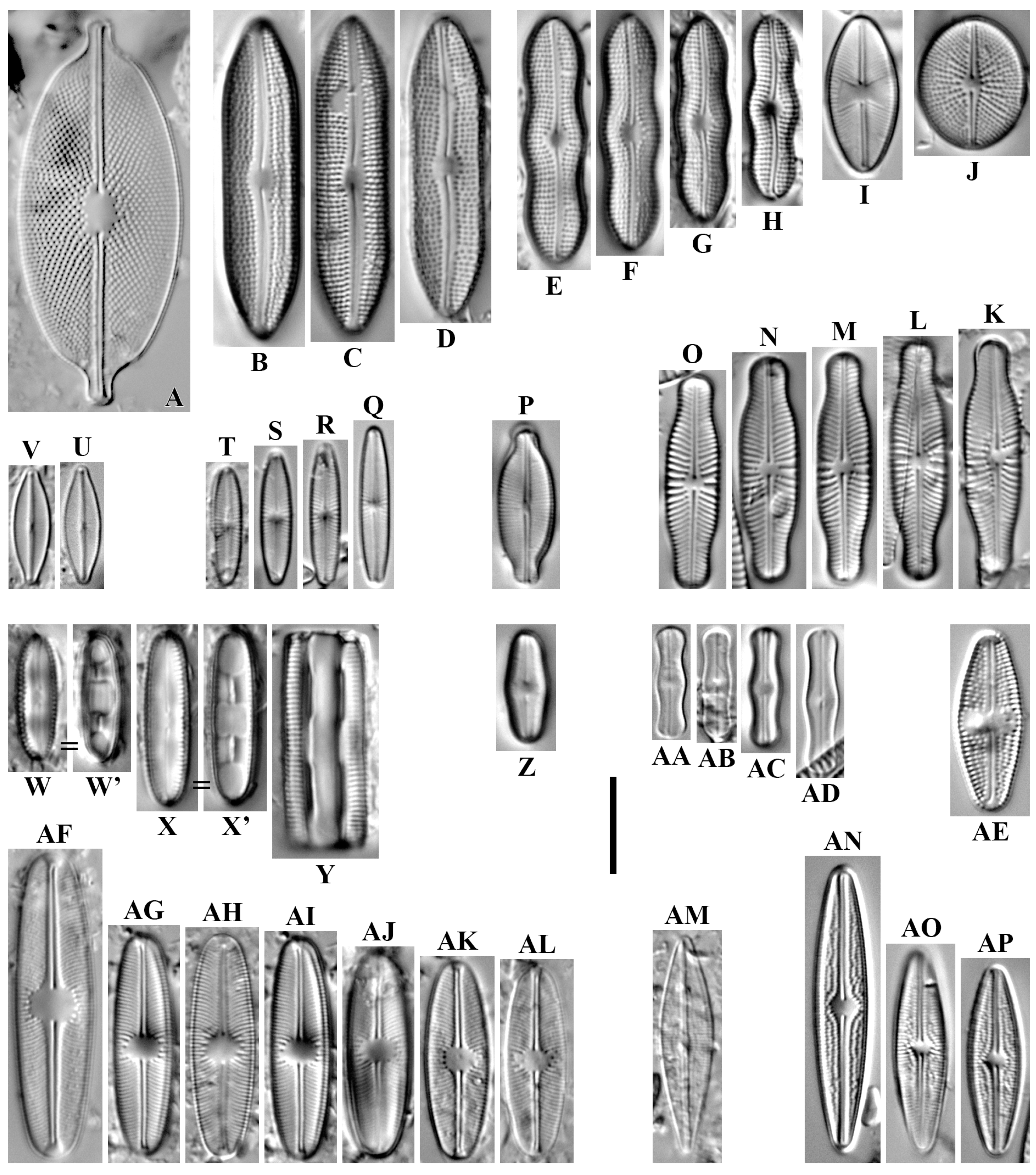 Diversity 16 00592 g013