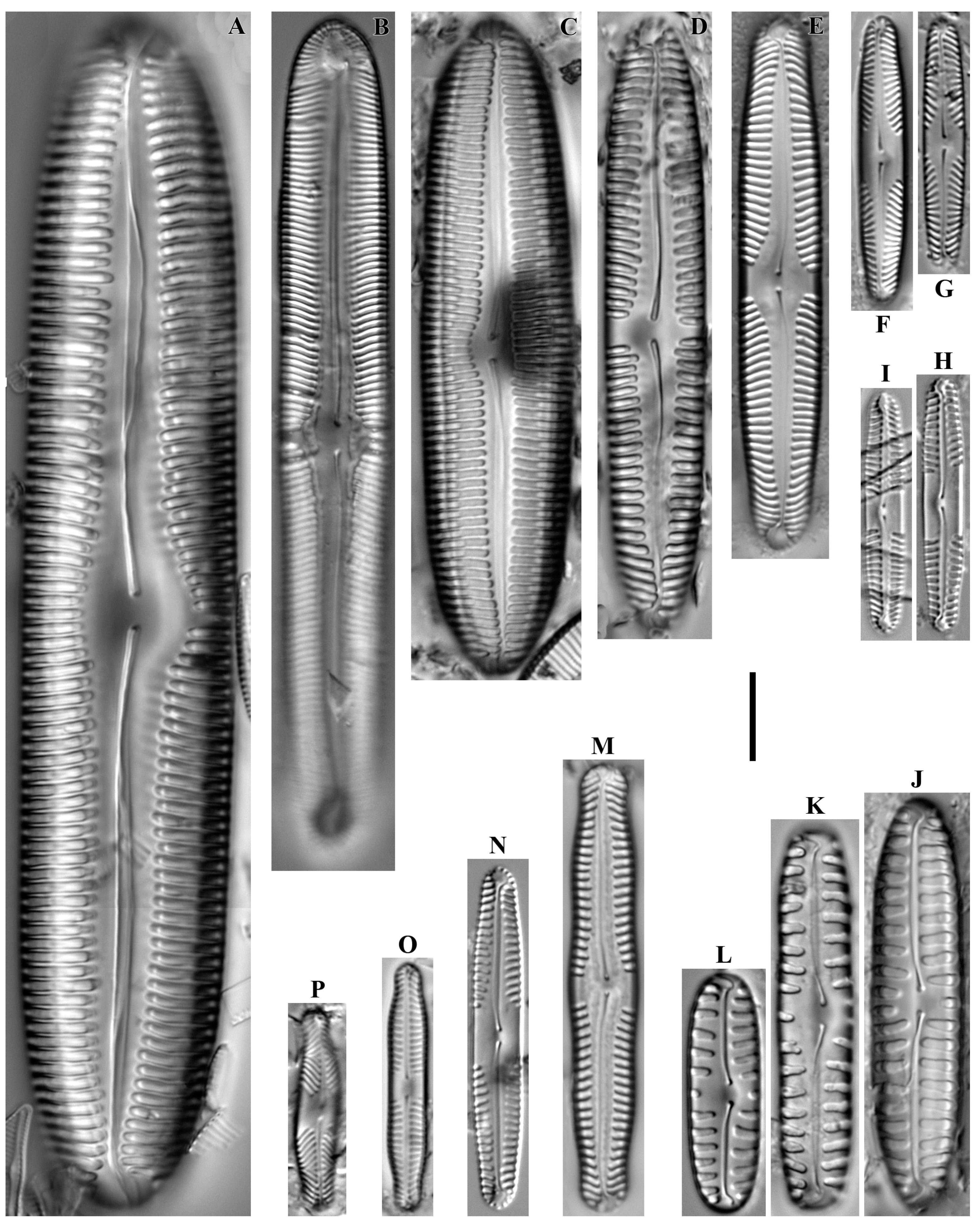 Diversity 16 00592 g015