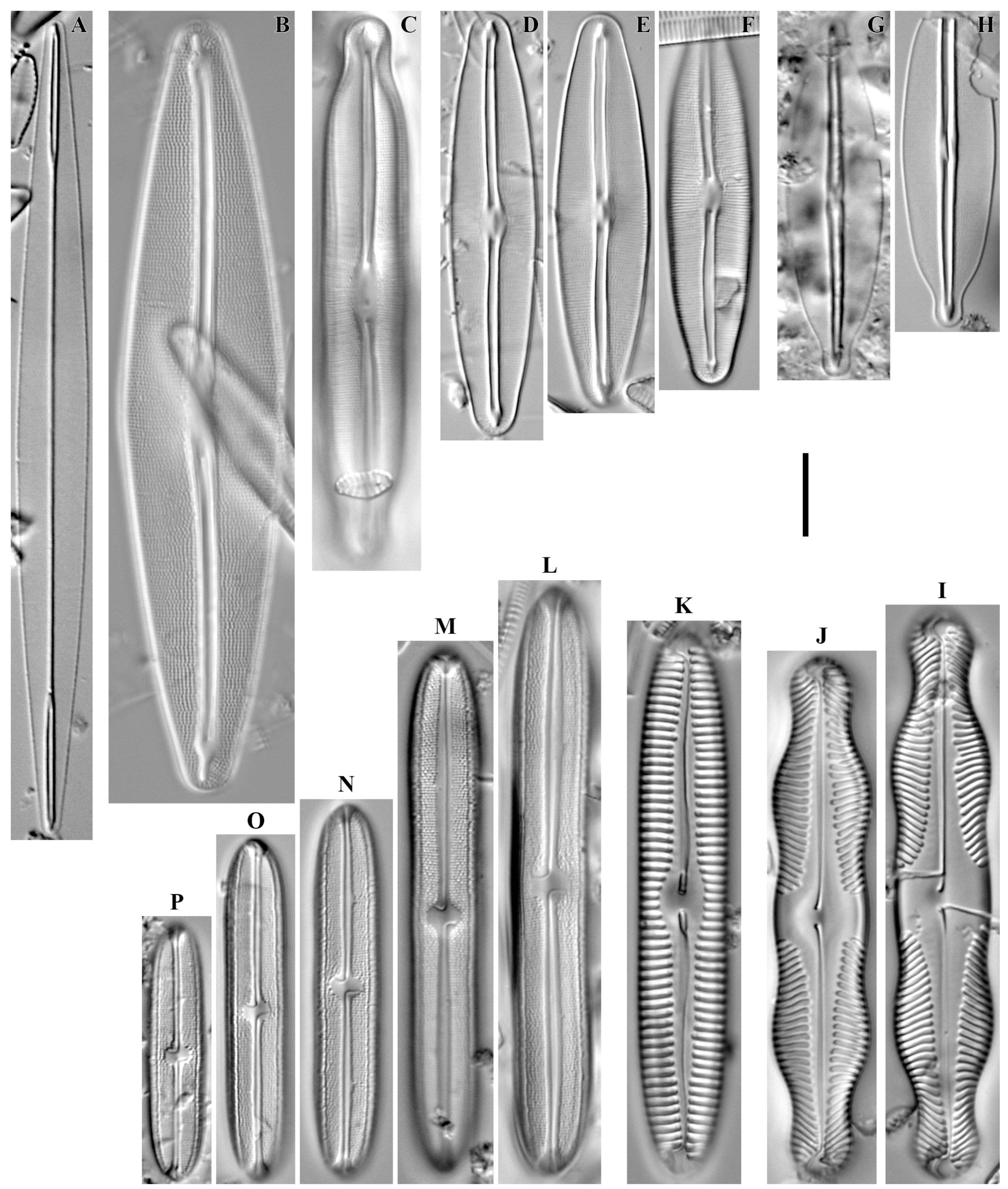 Diversity 16 00592 g016