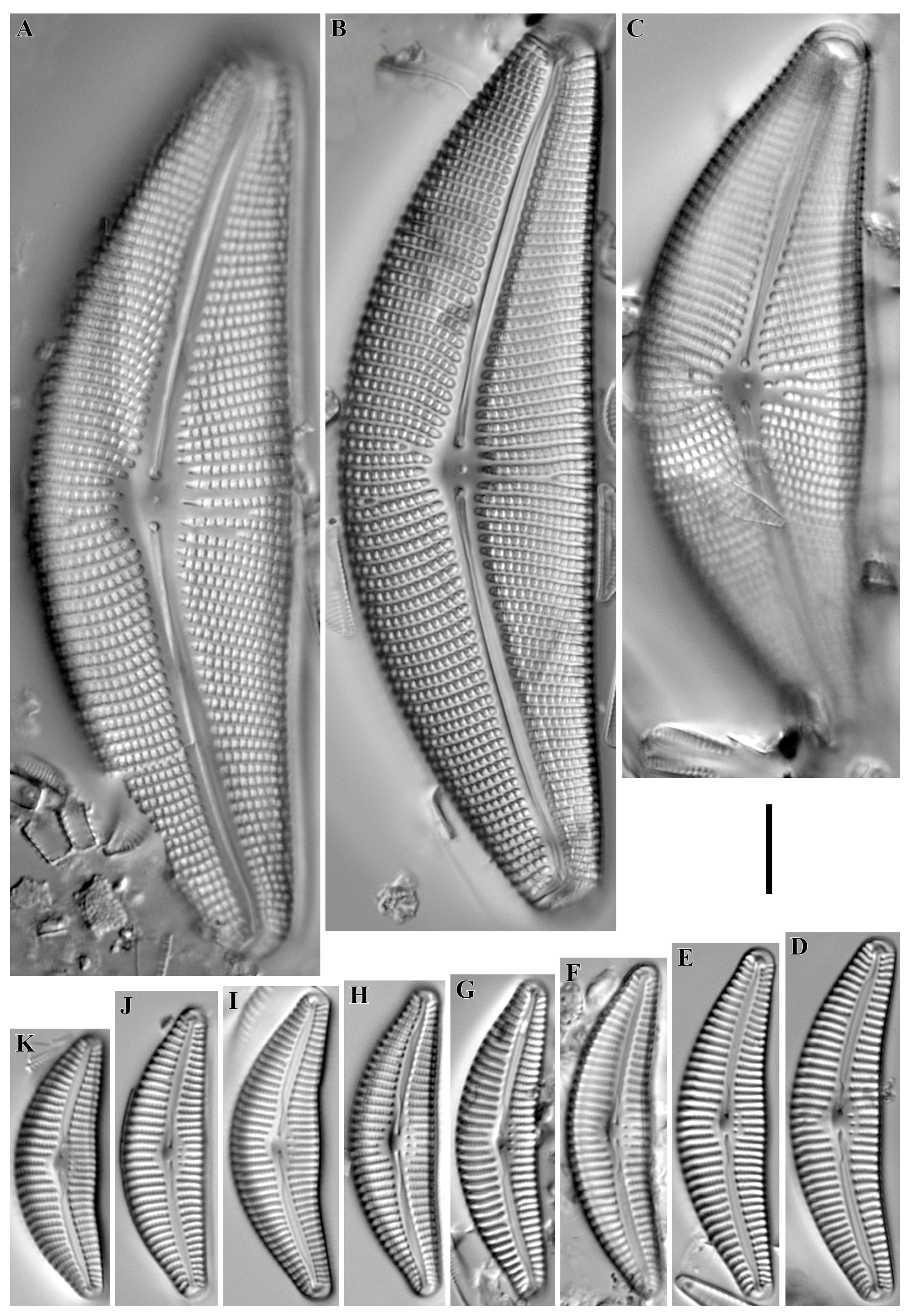 Diversity 16 00592 g017