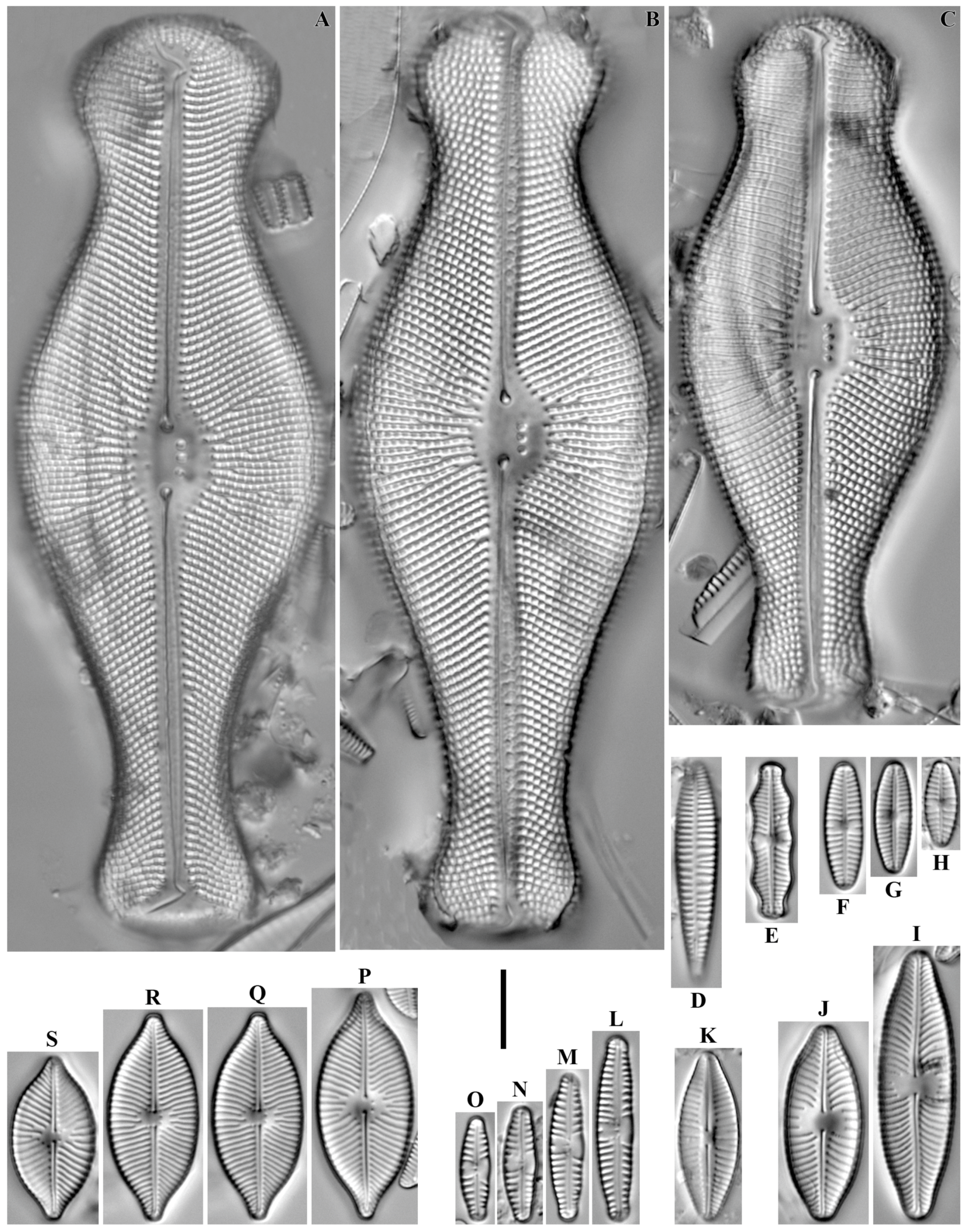 Diversity 16 00592 g020