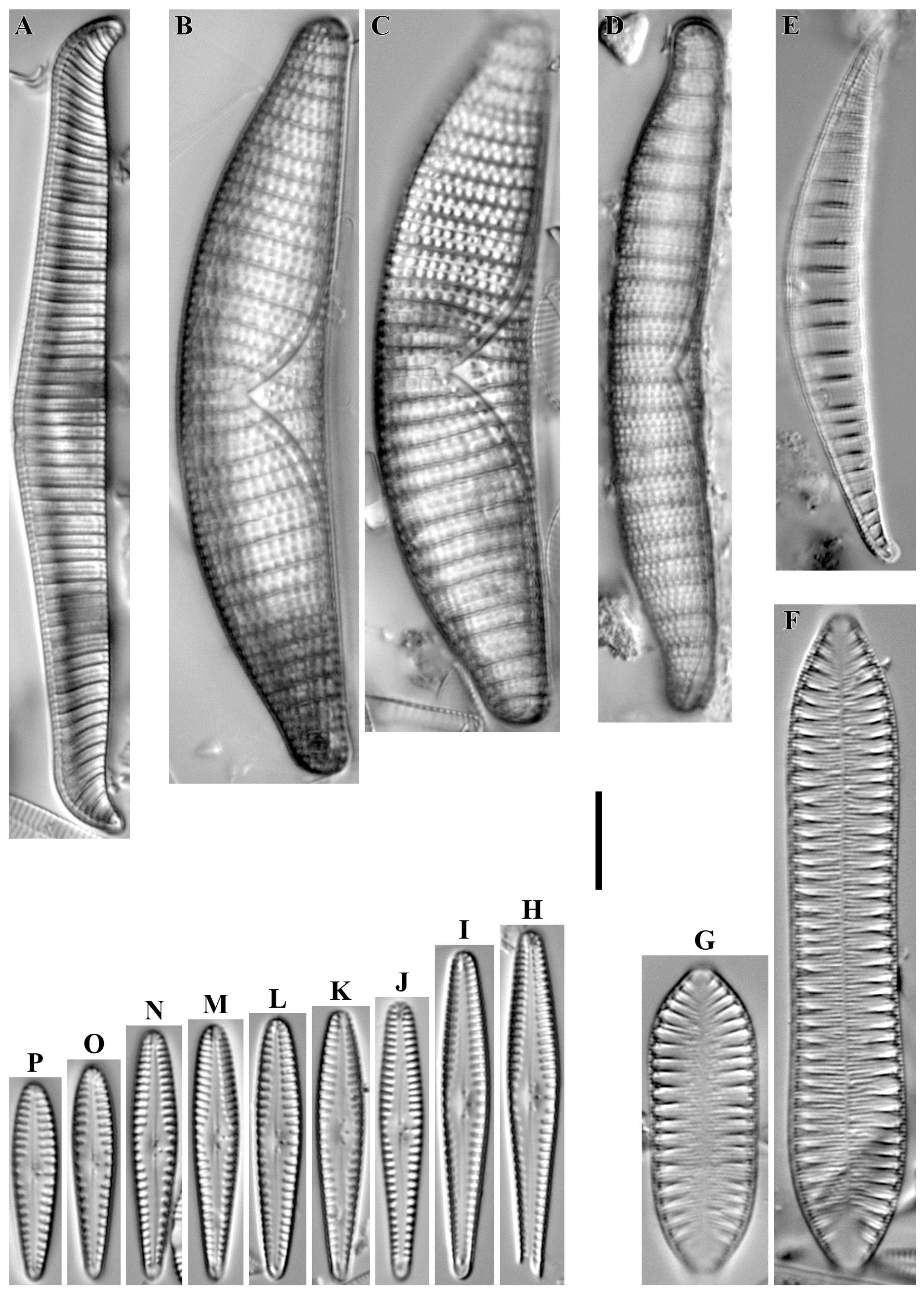 Diversity 16 00592 g022