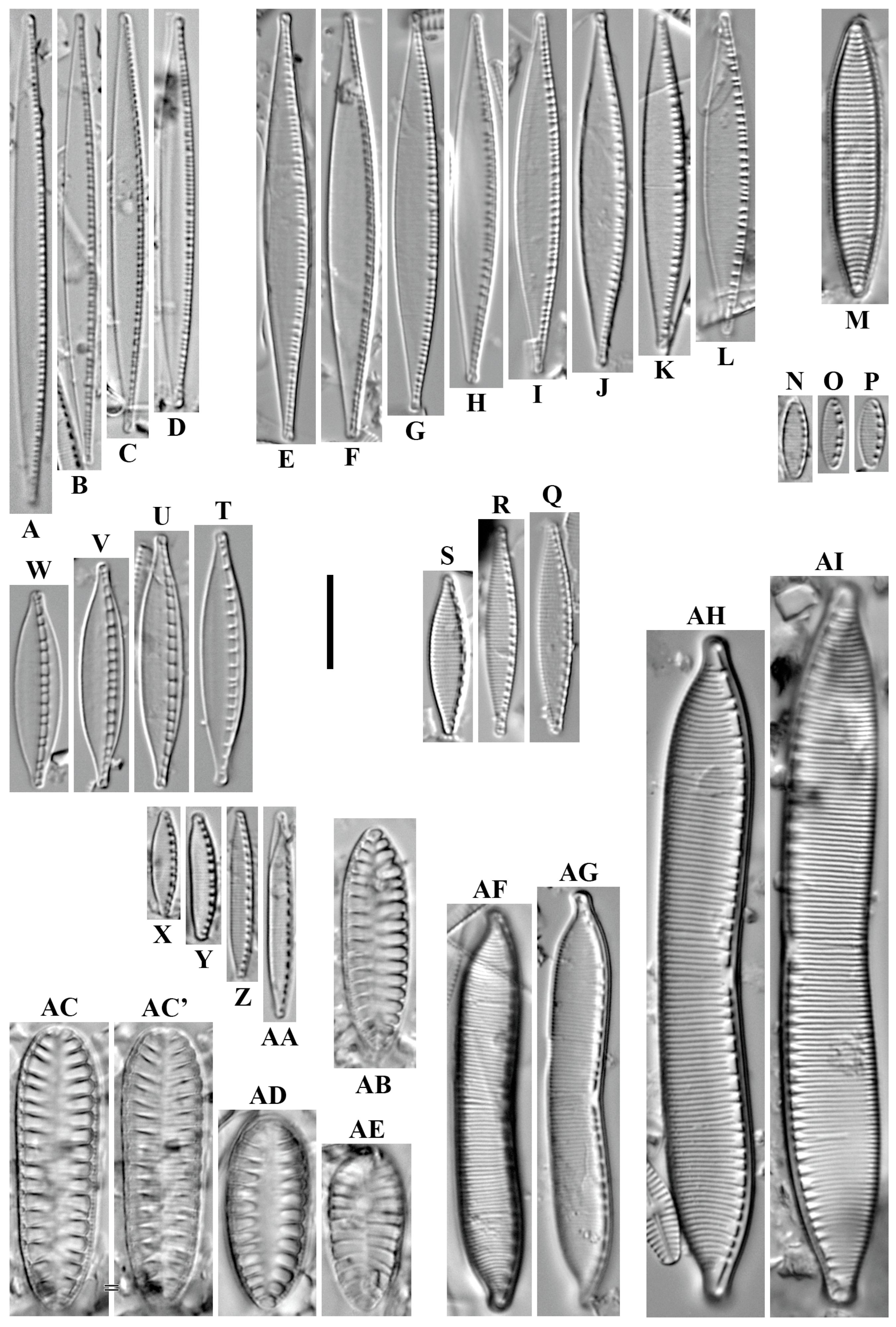 Diversity 16 00592 g023